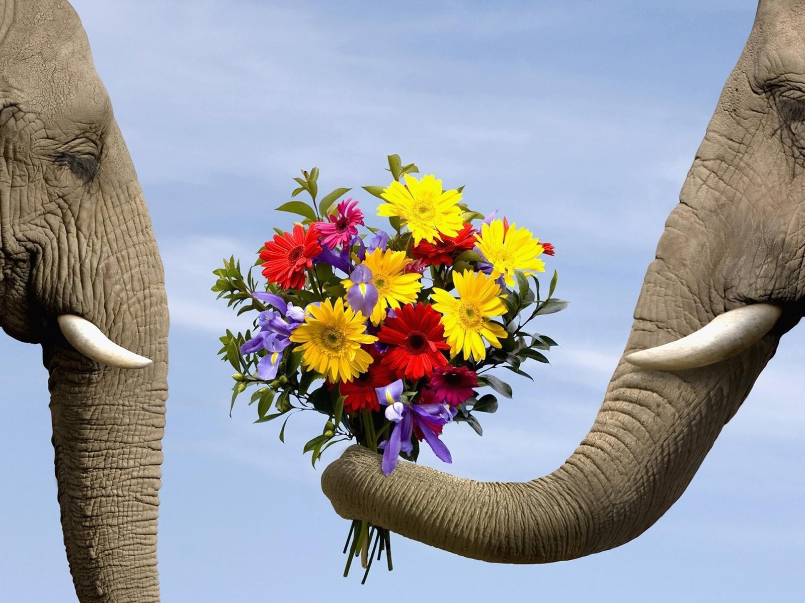 Обои цветы, животные, любовь, букет, слоны, flowers, animals, love, bouquet, elephants разрешение 1920x1440 Загрузить