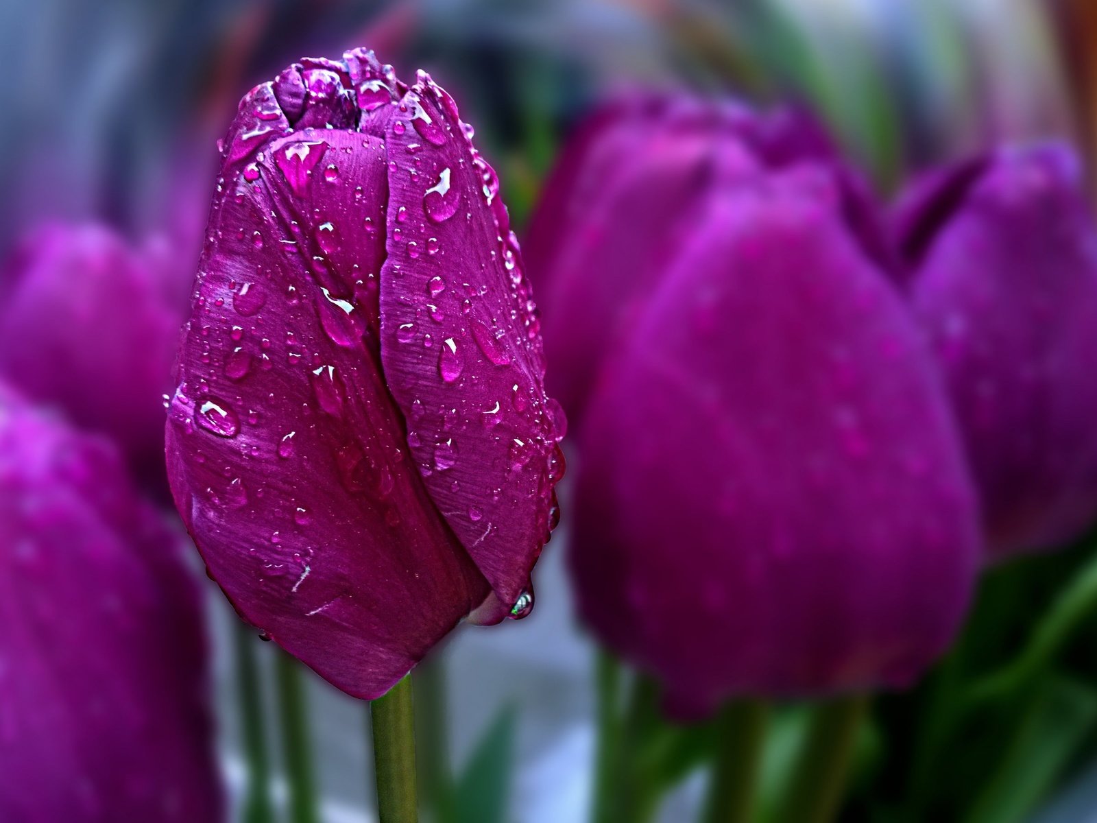 Обои цветы, весна, тюльпаны, боке, капли воды, flowers, spring, tulips, bokeh, water drops разрешение 2880x1800 Загрузить