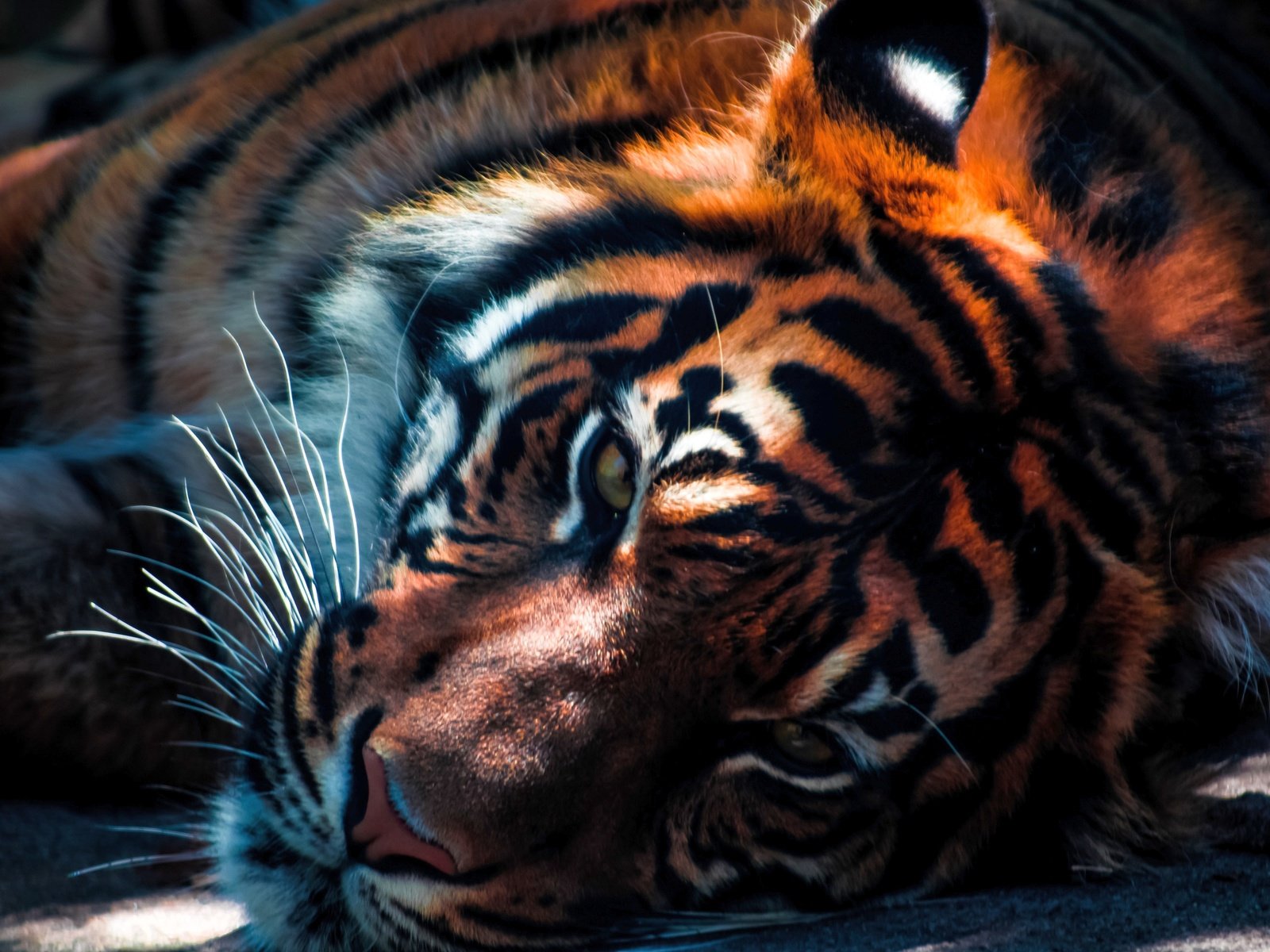 Обои тигр, хищник, большая кошка, животное, зоопарк, плотоядное, tiger, predator, big cat, animal, zoo, carnivorous разрешение 5000x3000 Загрузить