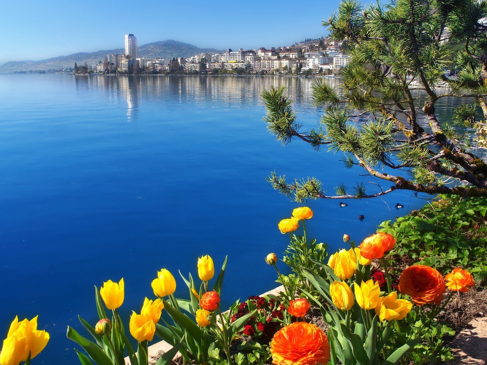 Обои цветы, озеро, швейцария, женевское озеро, монтрё, flowers, lake, switzerland, lake geneva, montreux разрешение 1920x1377 Загрузить