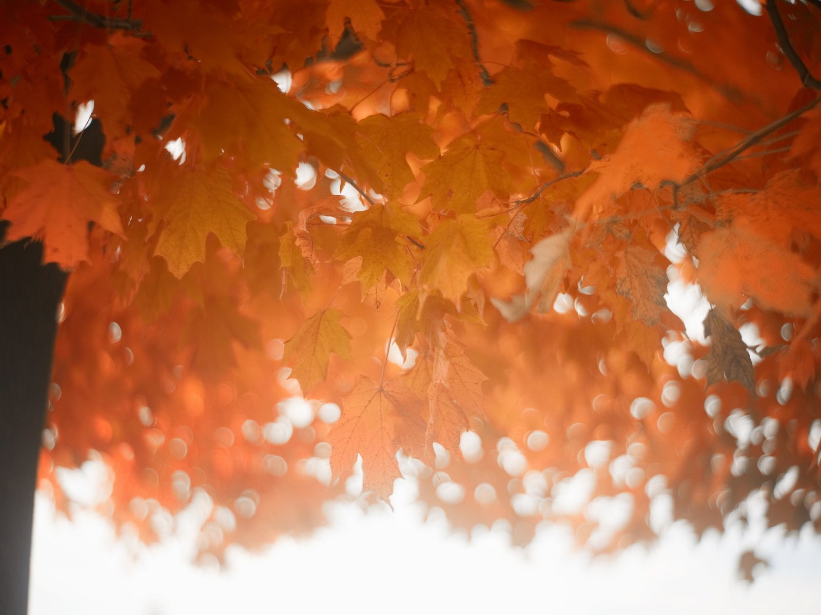 Обои дерево, листья, осень, tree, leaves, autumn разрешение 2048x1365 Загрузить