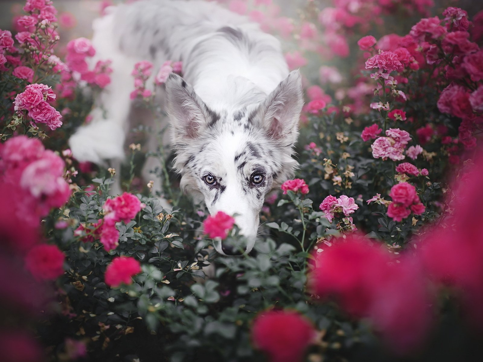 Обои цветы, розы, взгляд, собака, друг, бордер-колли, alicja zmysłowska, flowers, roses, look, dog, each, the border collie разрешение 1920x1281 Загрузить