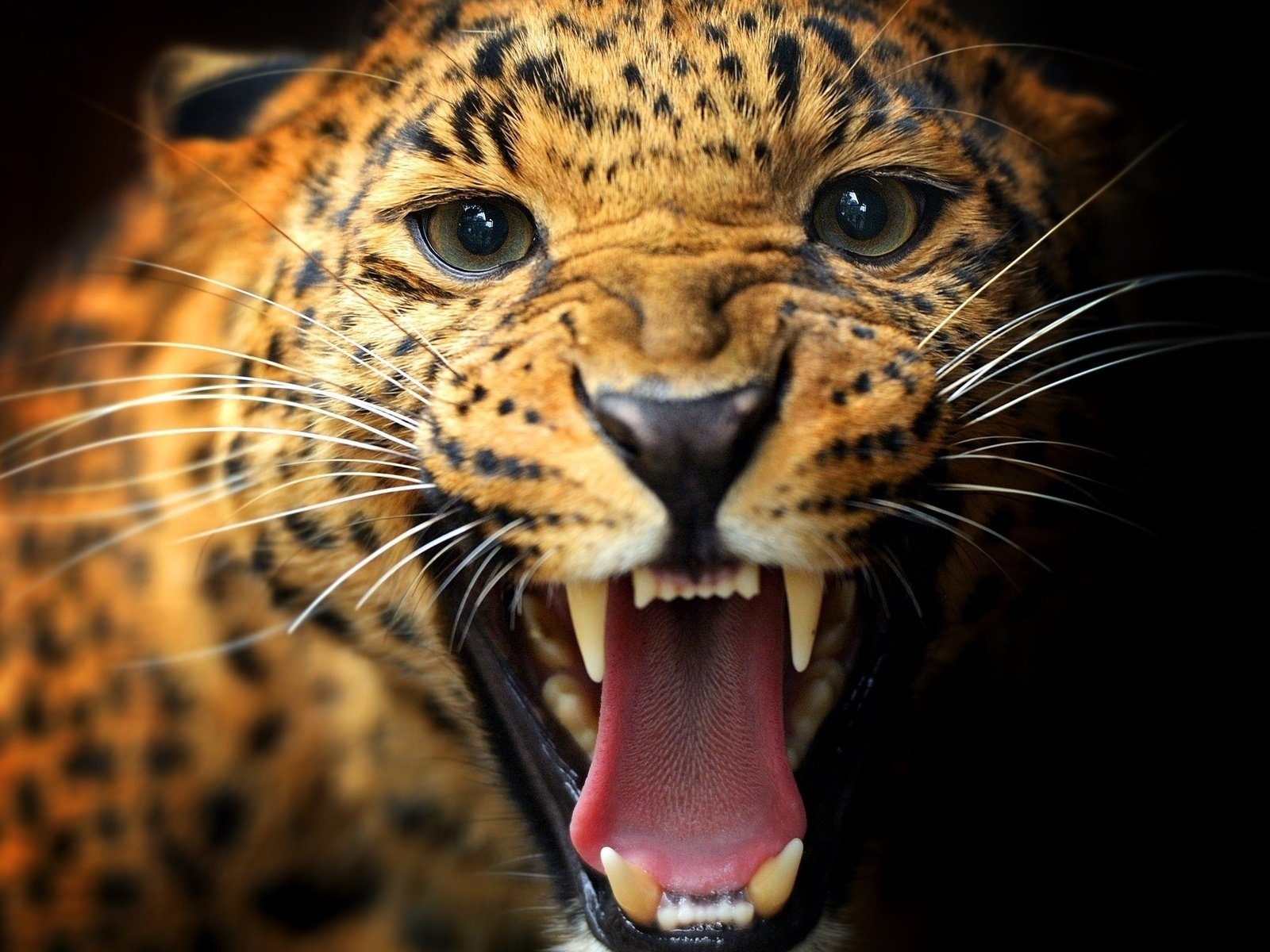 Обои животные, леопард, хищник, пасть, animals, leopard, predator, mouth разрешение 1920x1200 Загрузить