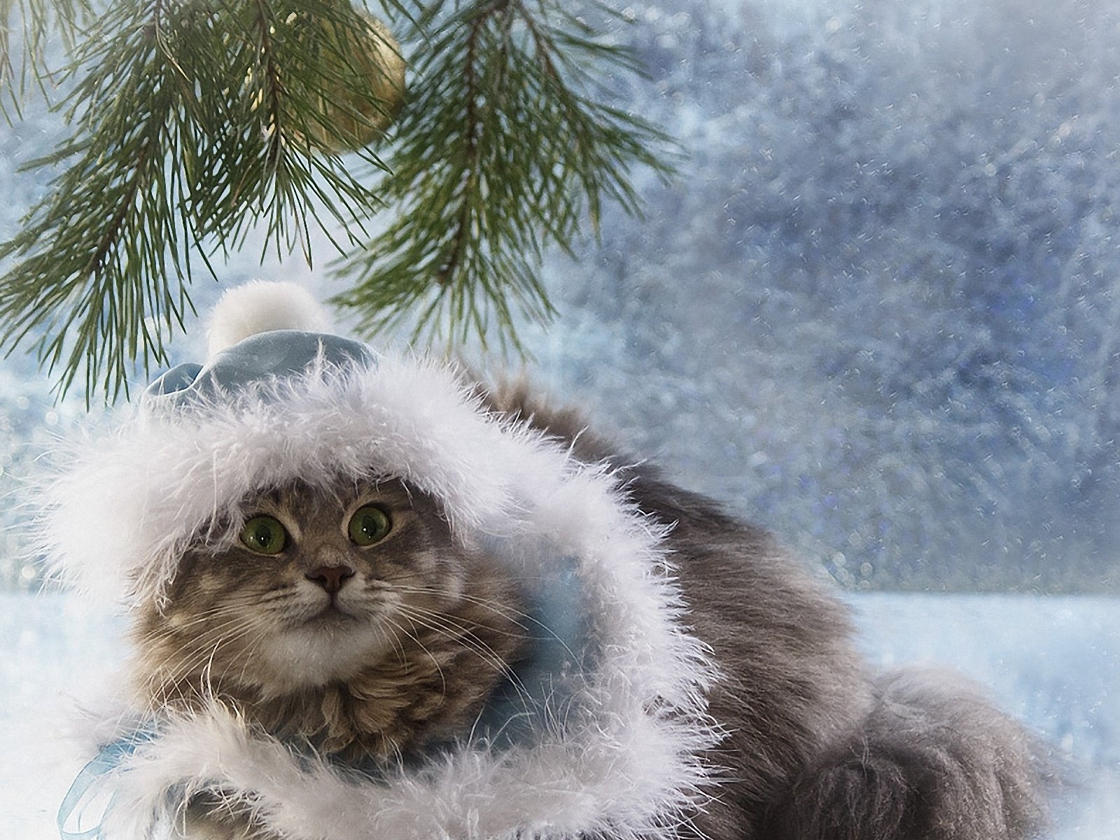 Обои фото, кот, мороз, взгляд, шапка, праздник, дед, photo, cat, frost, look, hat, holiday, grandfather разрешение 1920x1200 Загрузить