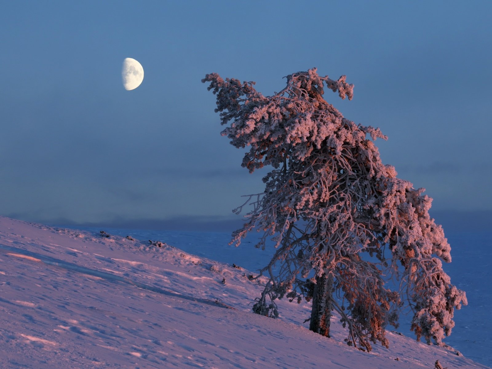 Обои небо, снег, дерево, зима, луна, the sky, snow, tree, winter, the moon разрешение 2560x1707 Загрузить