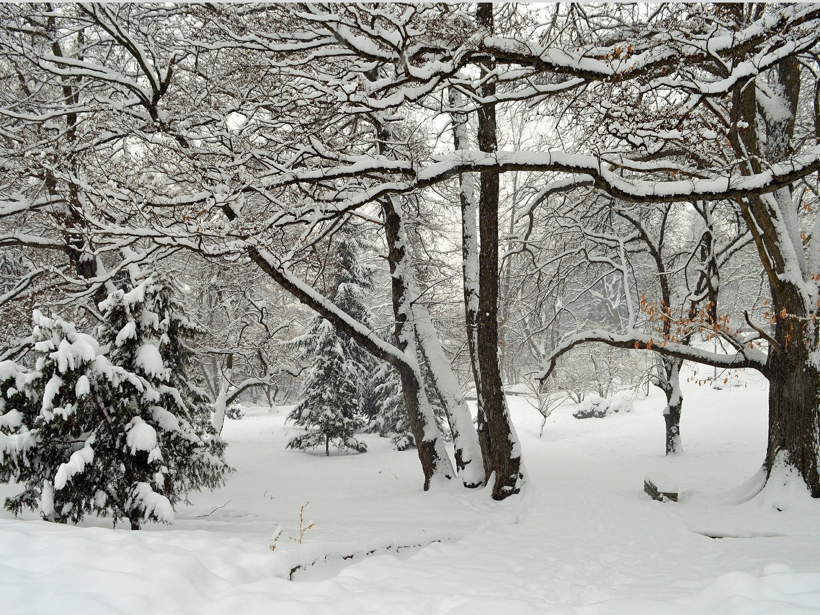 Обои деревья, снег, зима, парк, мороз, деревь, изморозь, wintet, trees, snow, winter, park, frost разрешение 3016x1907 Загрузить