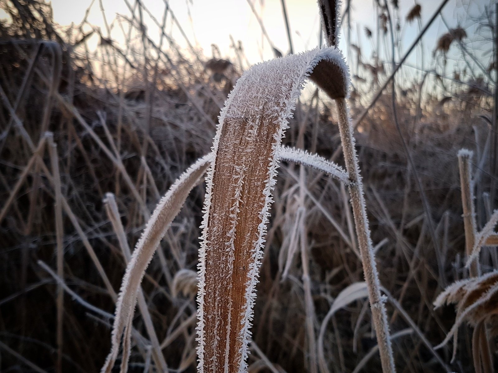 Обои трава, растения, зима, макро, иней, холод, камыш, сухая трава, grass, plants, winter, macro, frost, cold, reed, dry grass разрешение 3024x3024 Загрузить