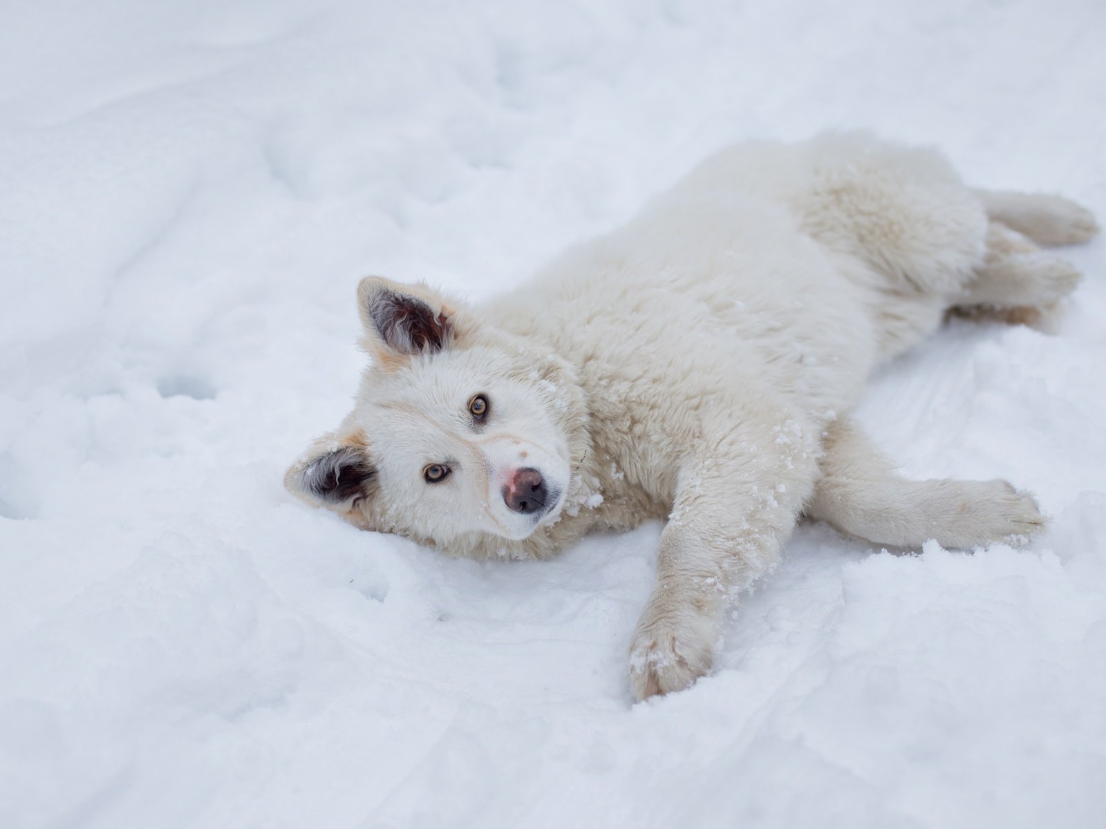 Обои снег, зима, взгляд, пушистый, собака, лежит, песик, snow, winter, look, fluffy, dog, lies, doggie разрешение 5202x3468 Загрузить