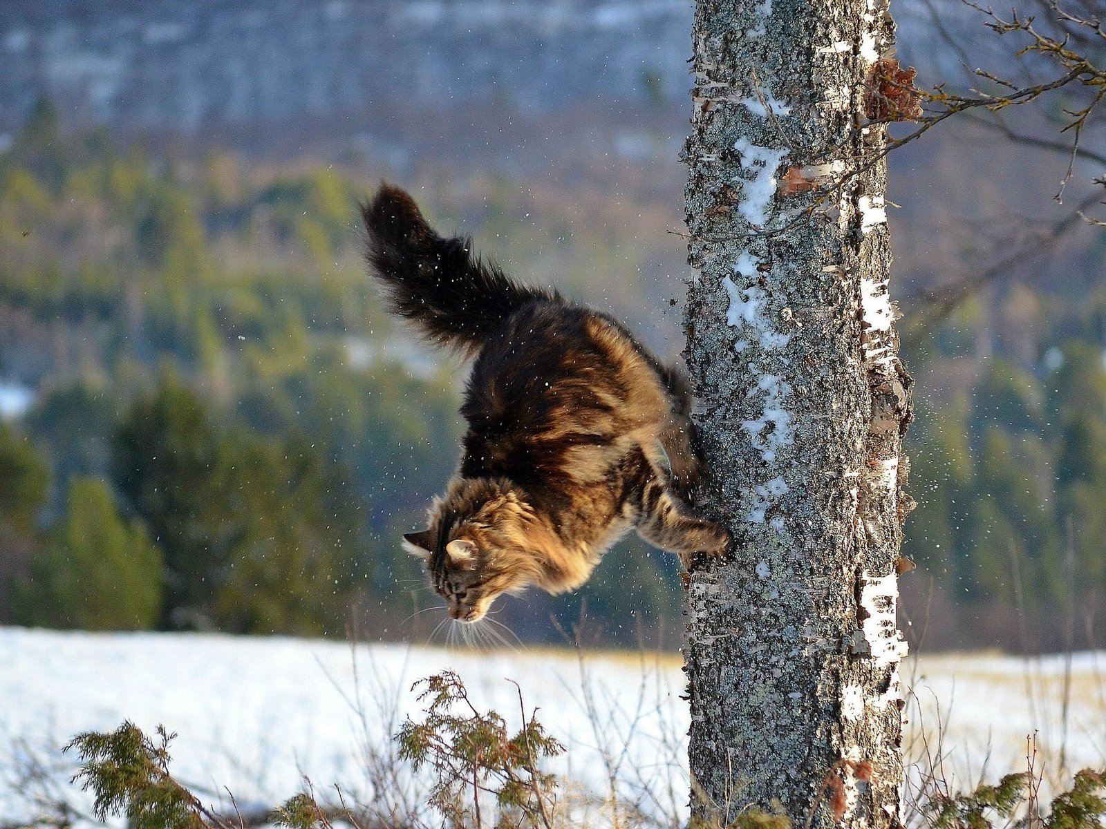 Обои дерево, зима, кот, кошка, паркур, tree, winter, cat, parkour разрешение 2007x1320 Загрузить