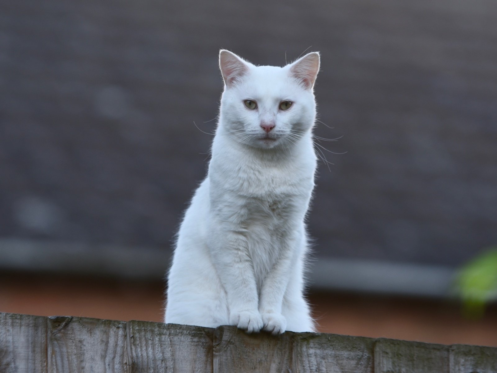 Обои кот, мордочка, взгляд, забор, белый, cat, muzzle, look, the fence, white разрешение 3549x2369 Загрузить