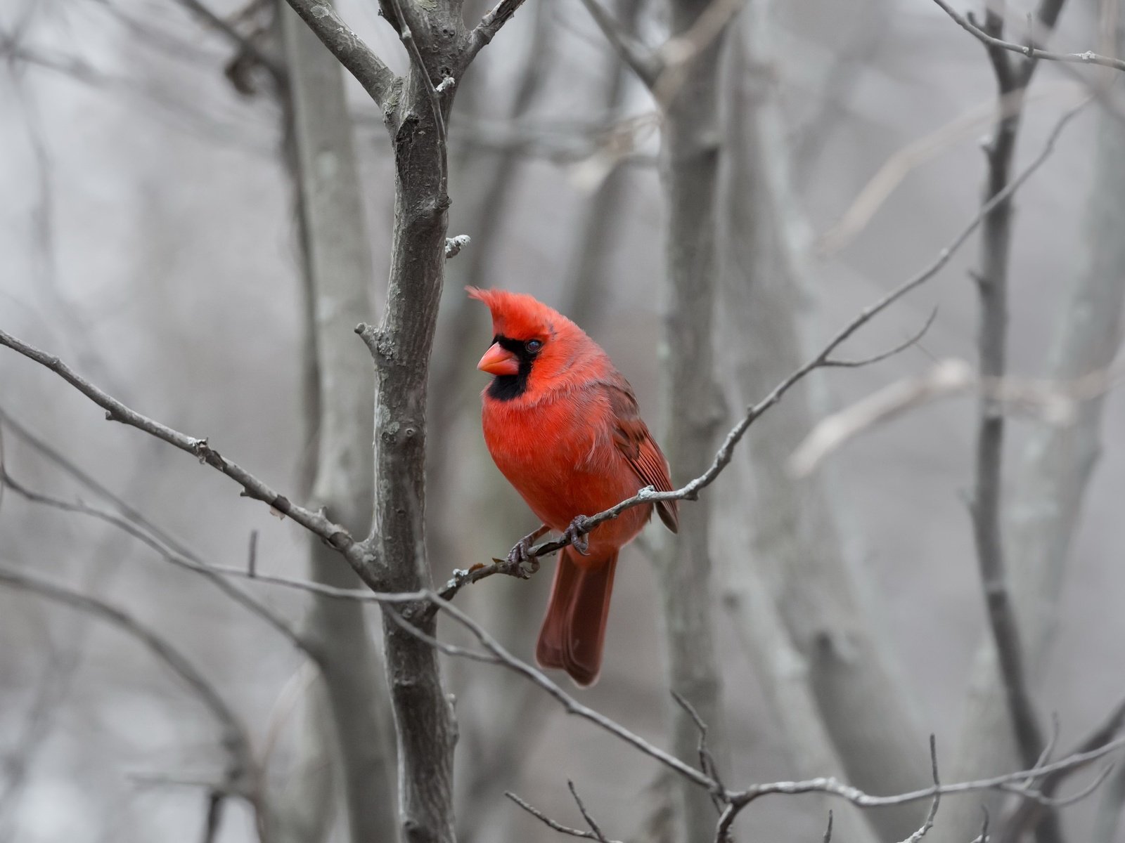 Обои природа, фон, птица, кардинал, nature, background, bird, cardinal разрешение 2048x1484 Загрузить