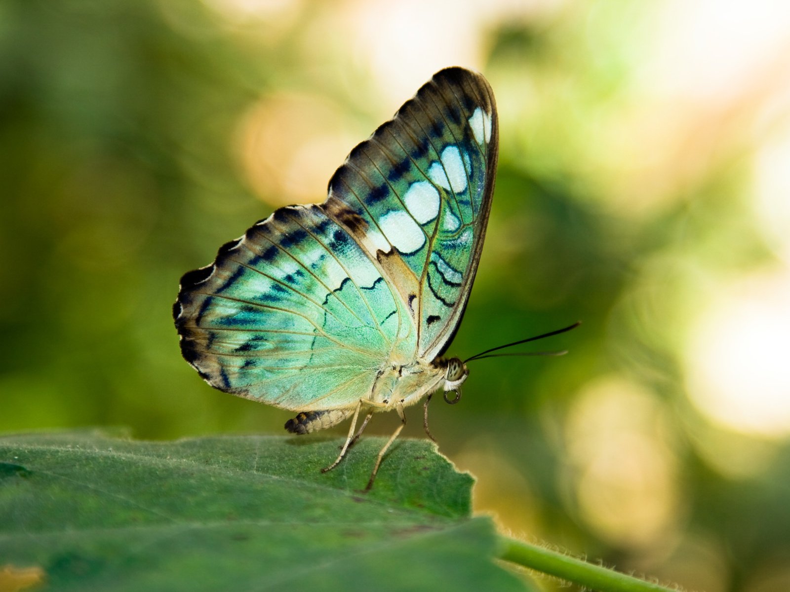 Обои листок, бабочка, крылышки,  листья, грин, leaf, butterfly, wings, leaves, green разрешение 2560x1707 Загрузить