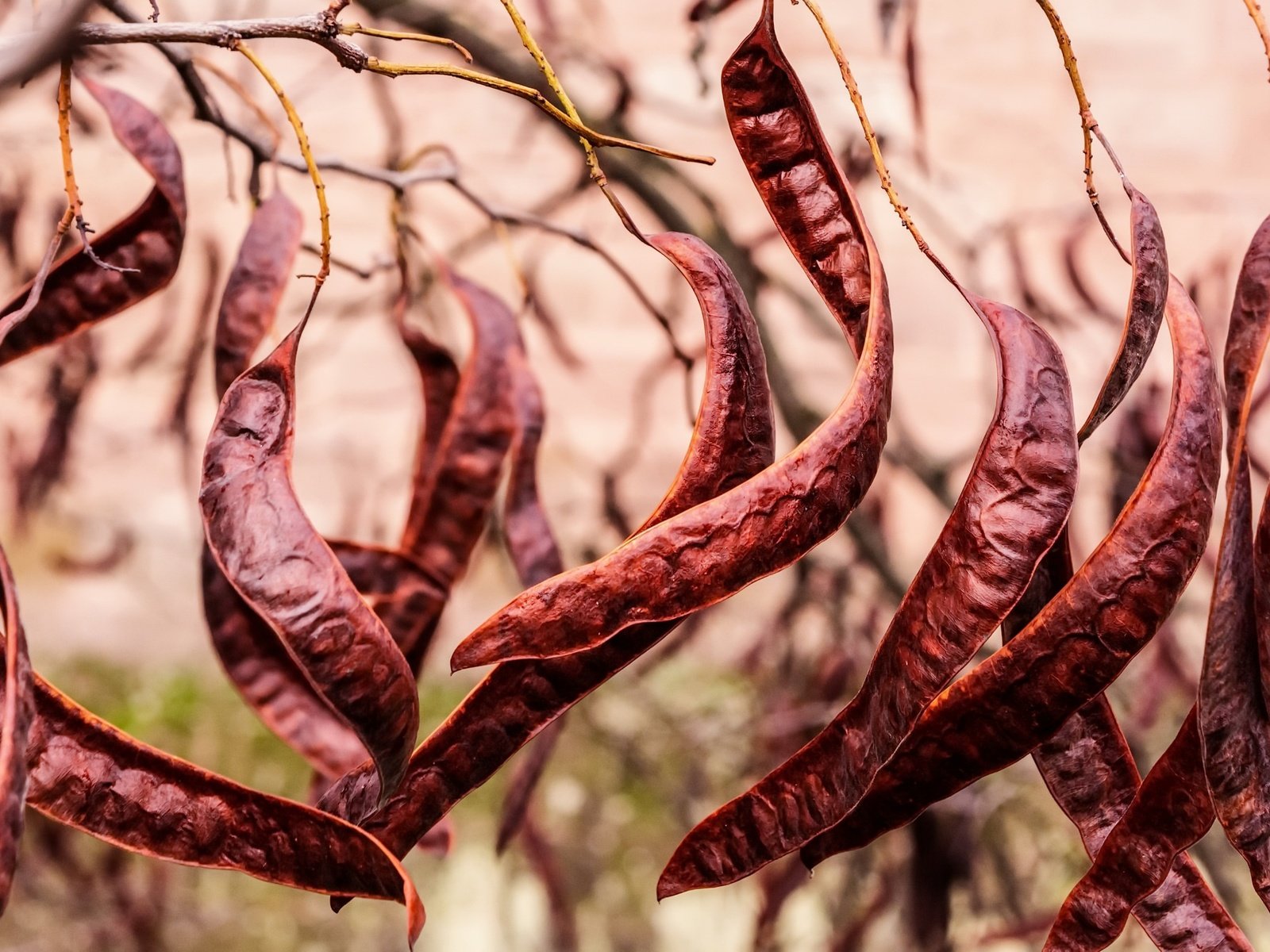 Обои танец, растение, fruits, фасоль, стручки, carob tree, dance, plant, beans, pods разрешение 2048x1331 Загрузить