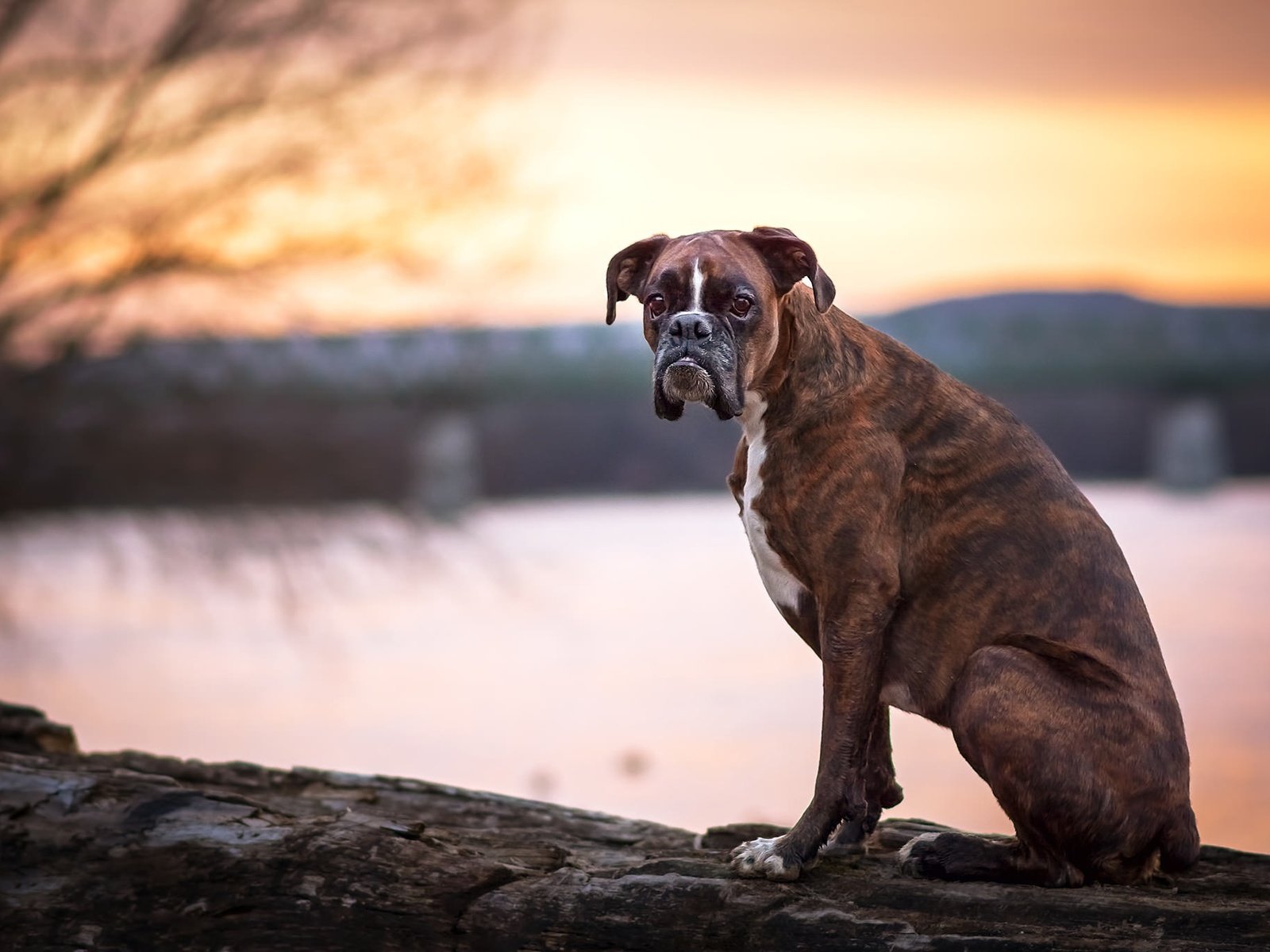 Обои взгляд, собака, друг, боксер, look, dog, each, boxer разрешение 2048x1365 Загрузить