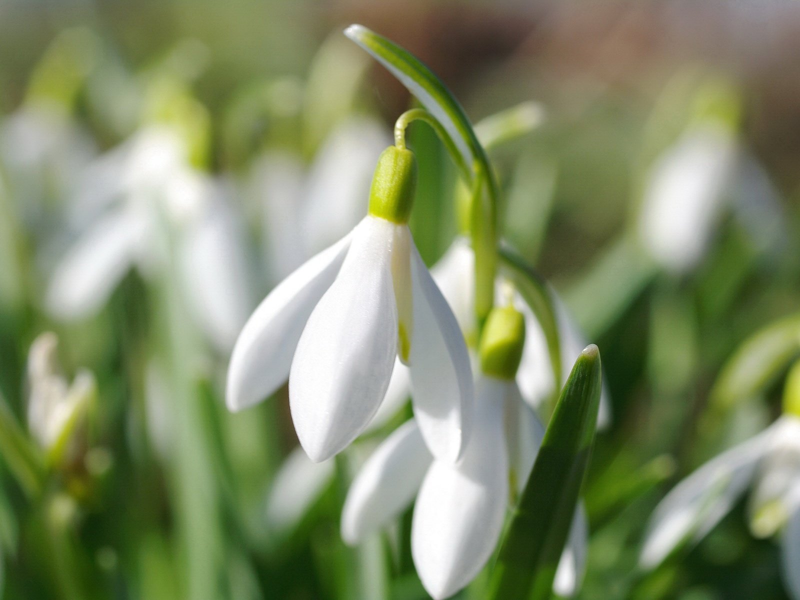 Обои цветы, макро, весна, подснежник, flowers, macro, spring, snowdrop разрешение 2232x1484 Загрузить