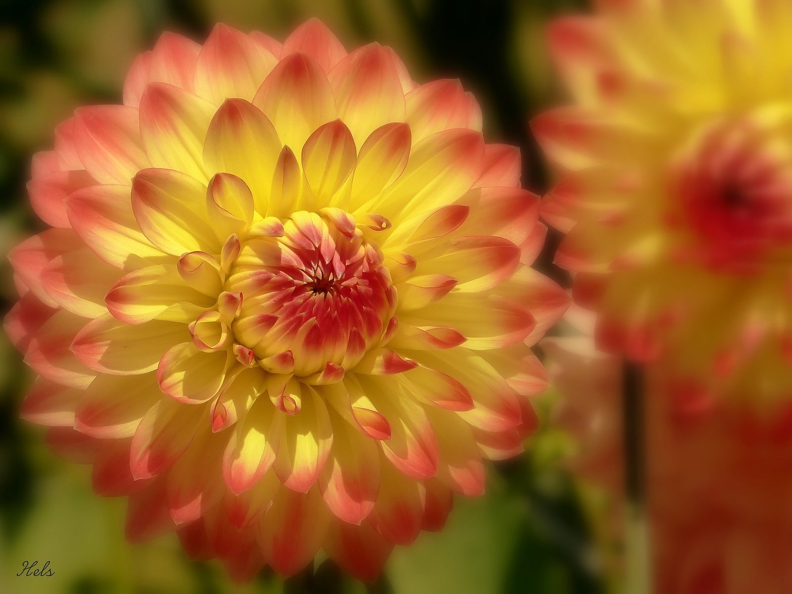 Обои цветы, макро, боке, георгины, flowers, macro, bokeh, dahlias разрешение 2048x1519 Загрузить