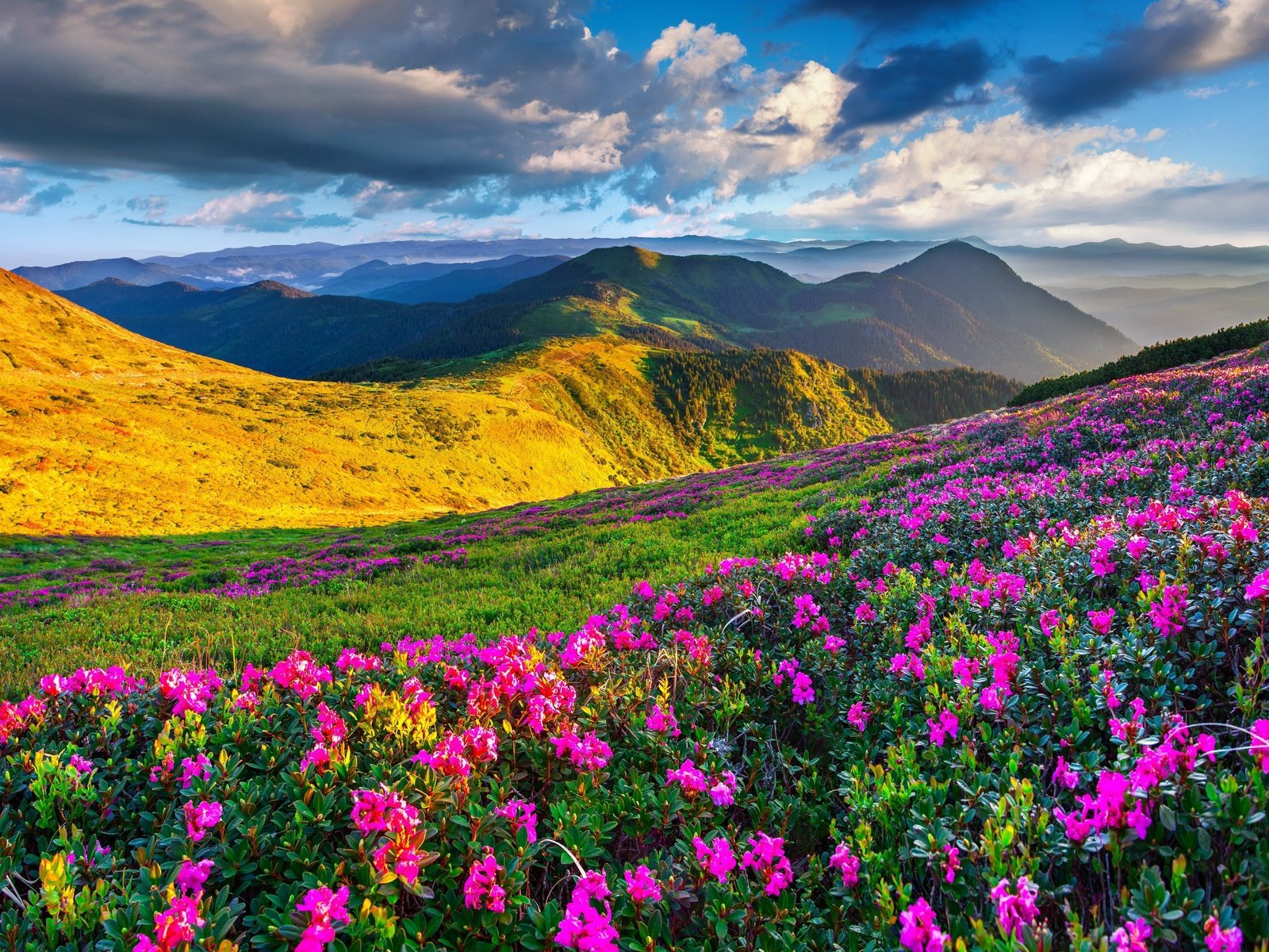 Обои небо, цветы, вечер, горы, высота, the sky, flowers, the evening, mountains, height разрешение 4200x3513 Загрузить