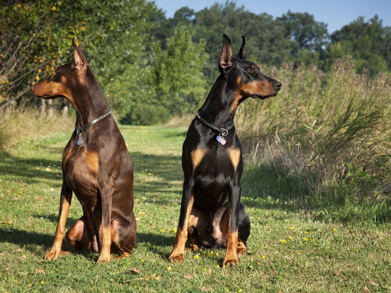 Обои черный, пара, собаки, коричневый, доберманы, tampa-family-lawyer, black, pair, dogs, brown, dobermans разрешение 2714x1809 Загрузить