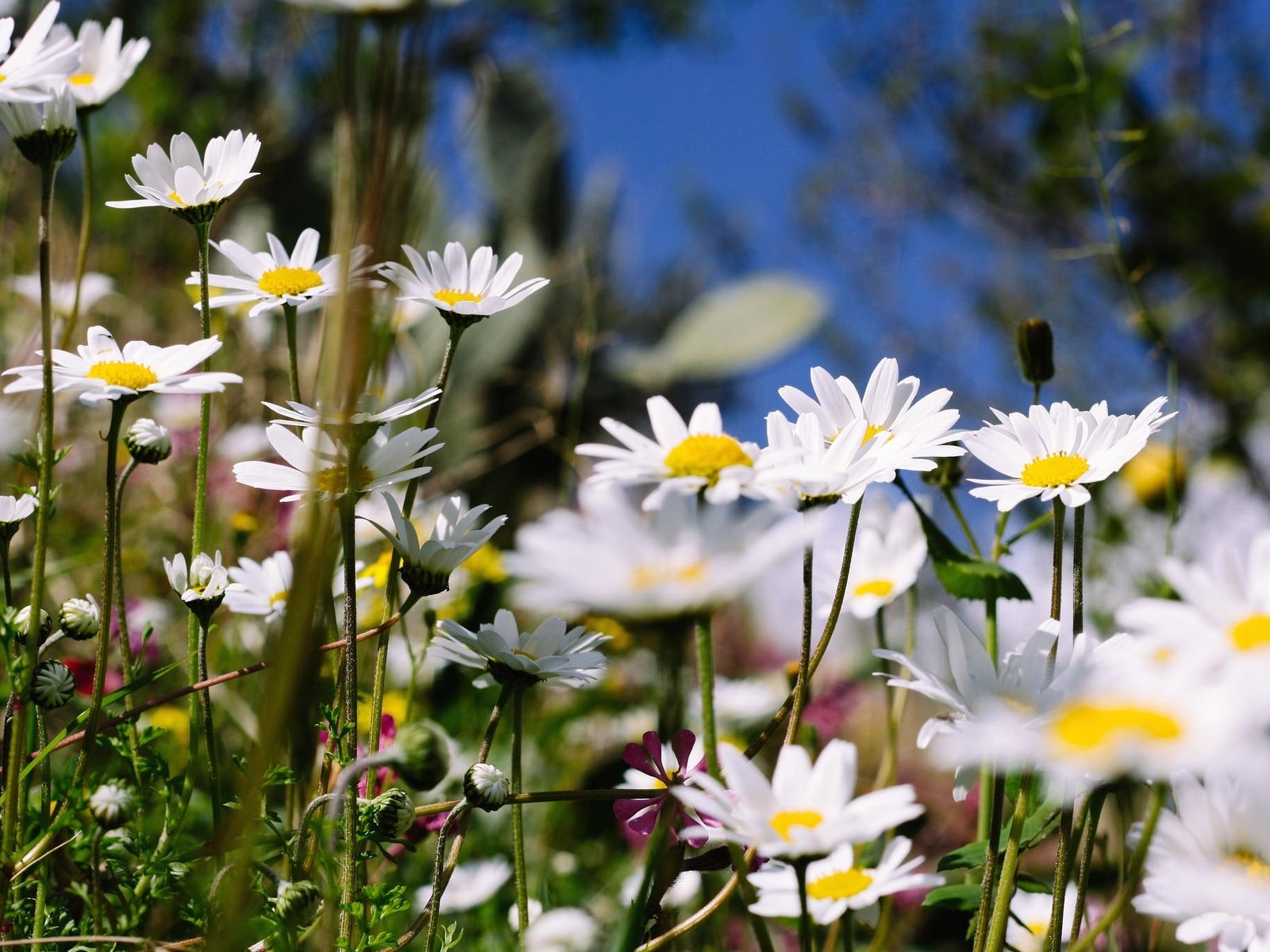 Обои цветы, лето, ромашки, полевые, flowers, summer, chamomile, field разрешение 2048x1365 Загрузить