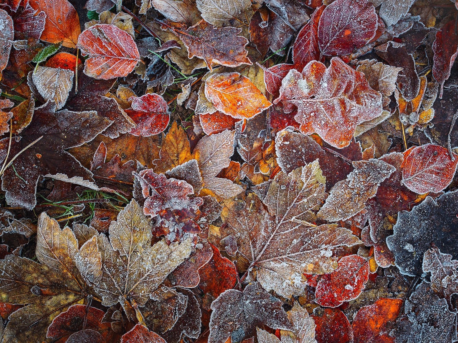 Обои природа, лес, листья, макро, мороз, листва, иней, осень, nature, forest, leaves, macro, frost, foliage, autumn разрешение 2048x1367 Загрузить