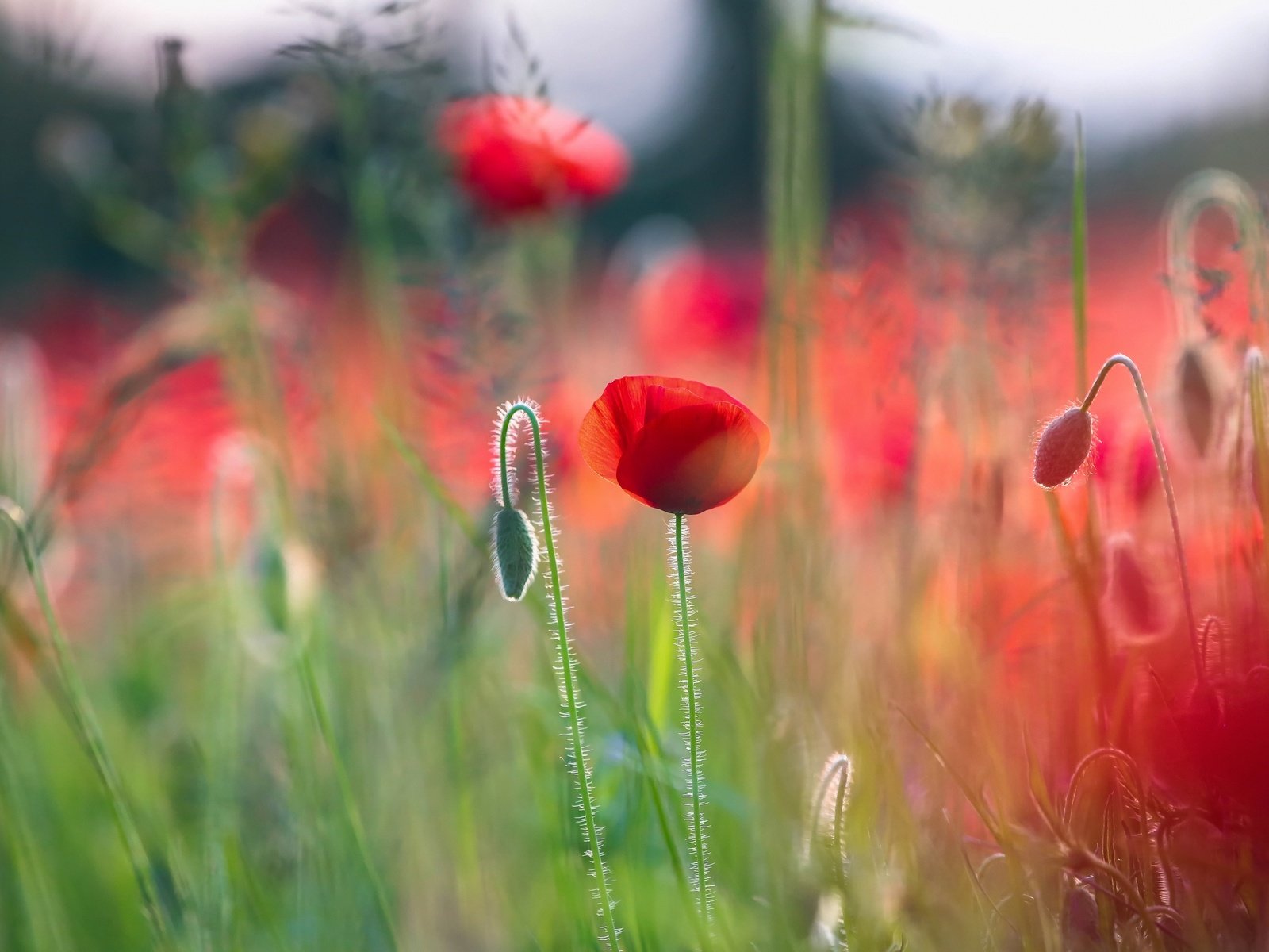 Обои цветы, макро, лето, красные, маки, боке, flowers, macro, summer, red, maki, bokeh разрешение 3840x2560 Загрузить