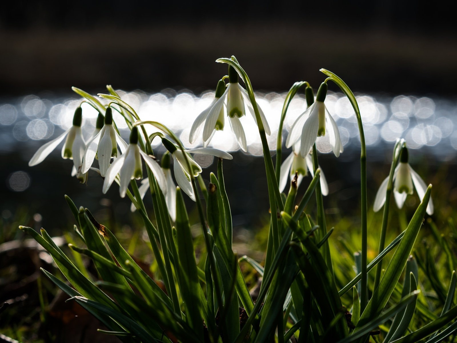 Обои цветы, весна, подснежники, боке, flowers, spring, snowdrops, bokeh разрешение 2048x1205 Загрузить