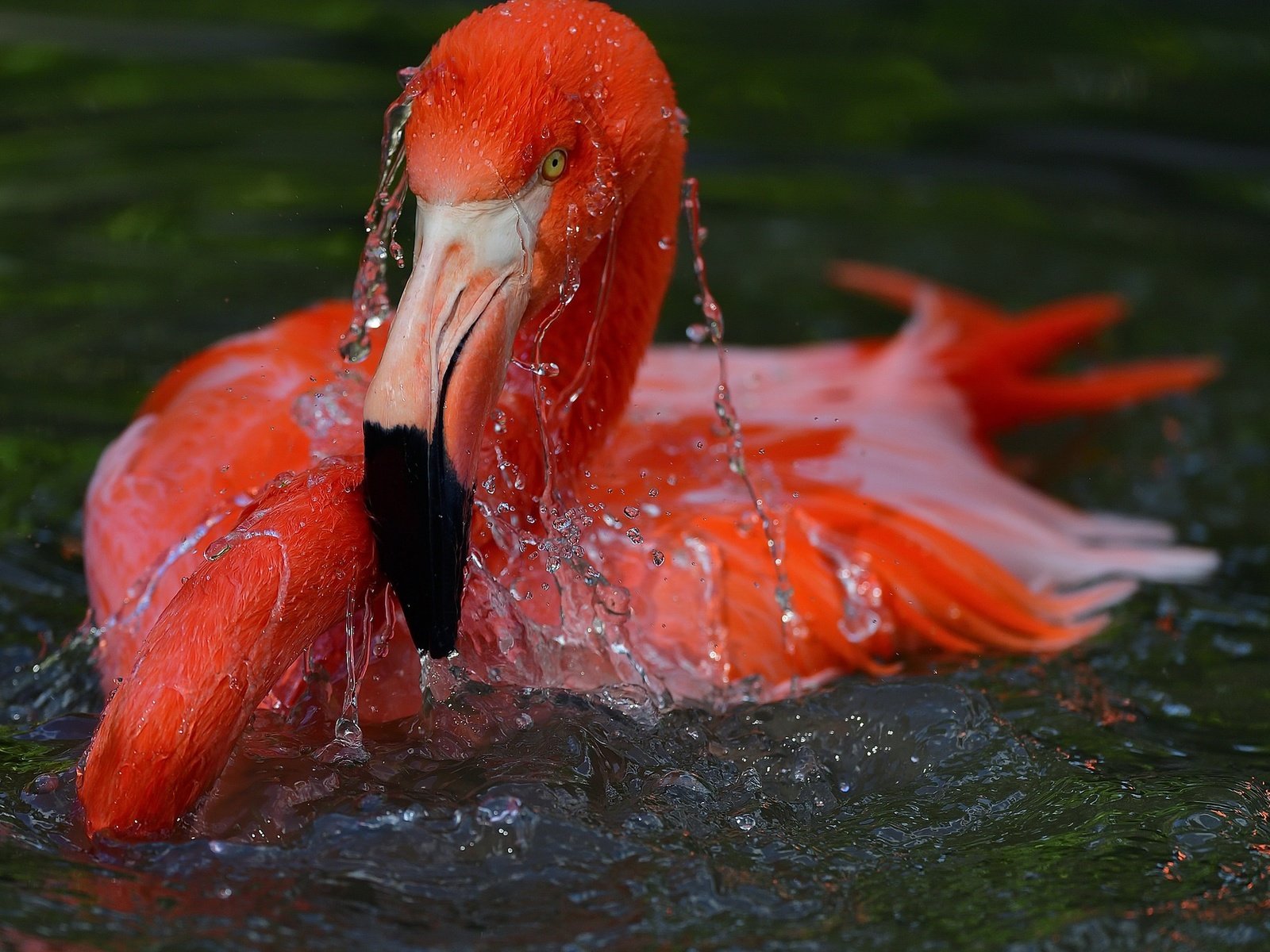 Обои вода, фламинго, птица, water, flamingo, bird разрешение 2048x1365 Загрузить