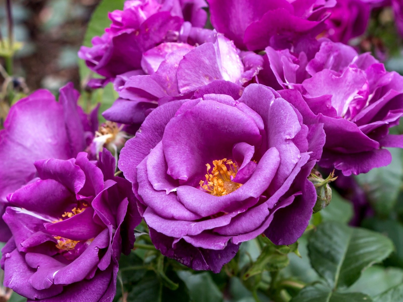 Обои цветы, розы, лепестки, лиловые, flowers, roses, petals, purple разрешение 2048x1316 Загрузить