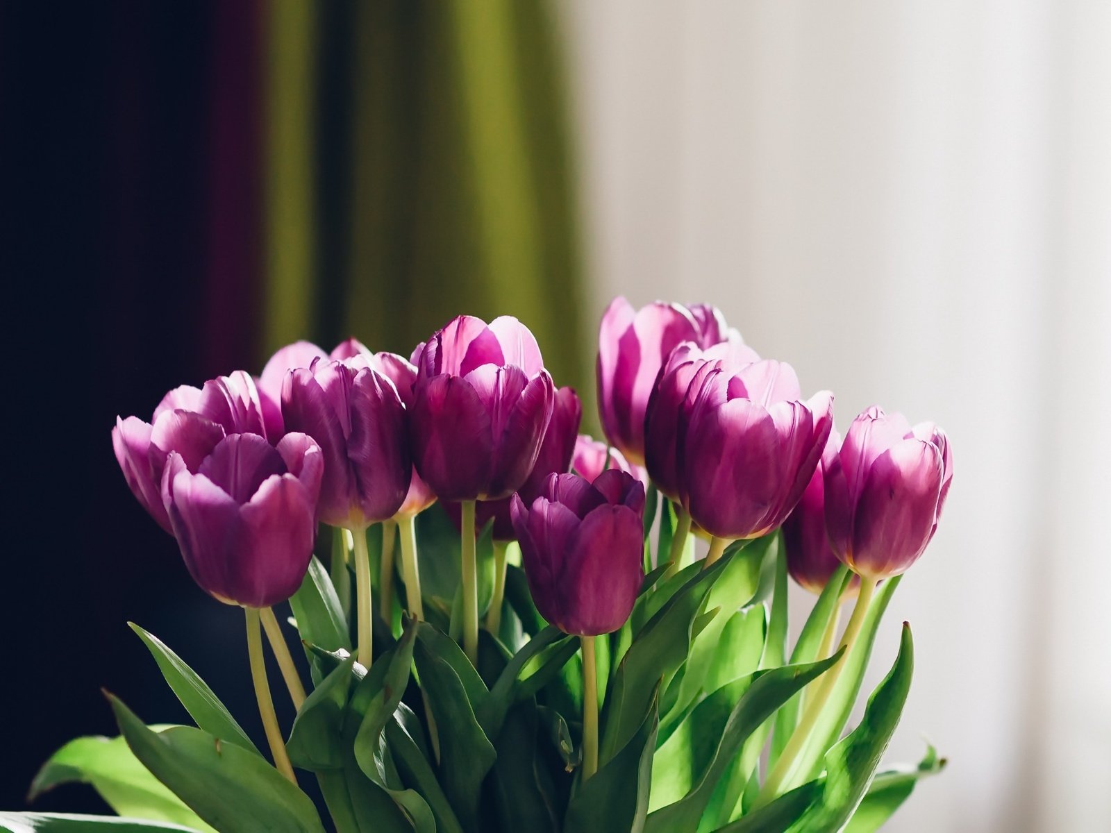 Обои цветы, фон, букет, тюльпаны, flowers, background, bouquet, tulips разрешение 2048x1457 Загрузить