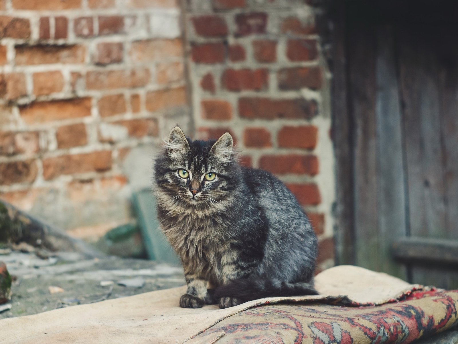 Обои глаза, фон, кот, кошка, взгляд, eyes, background, cat, look разрешение 2048x1365 Загрузить