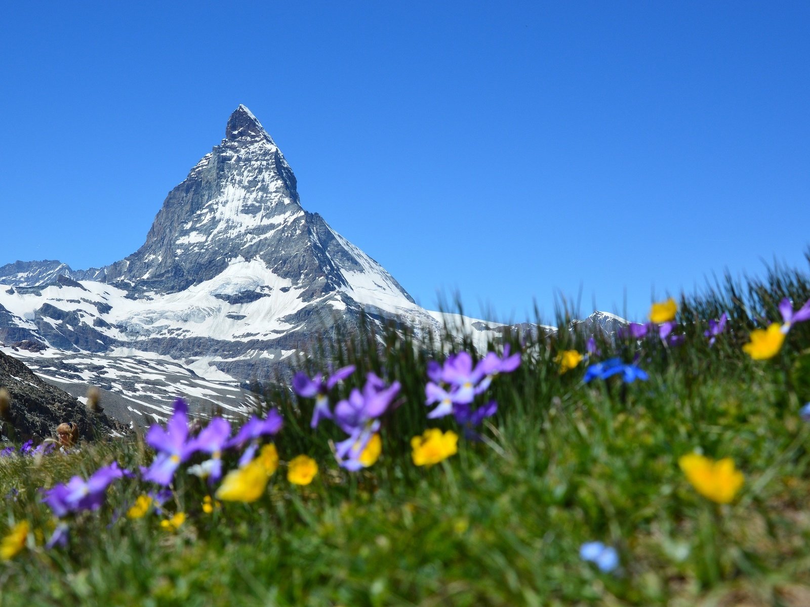 Обои небо, цветы, горы, снег, природа, швейцария, альпы, the sky, flowers, mountains, snow, nature, switzerland, alps разрешение 3008x2000 Загрузить