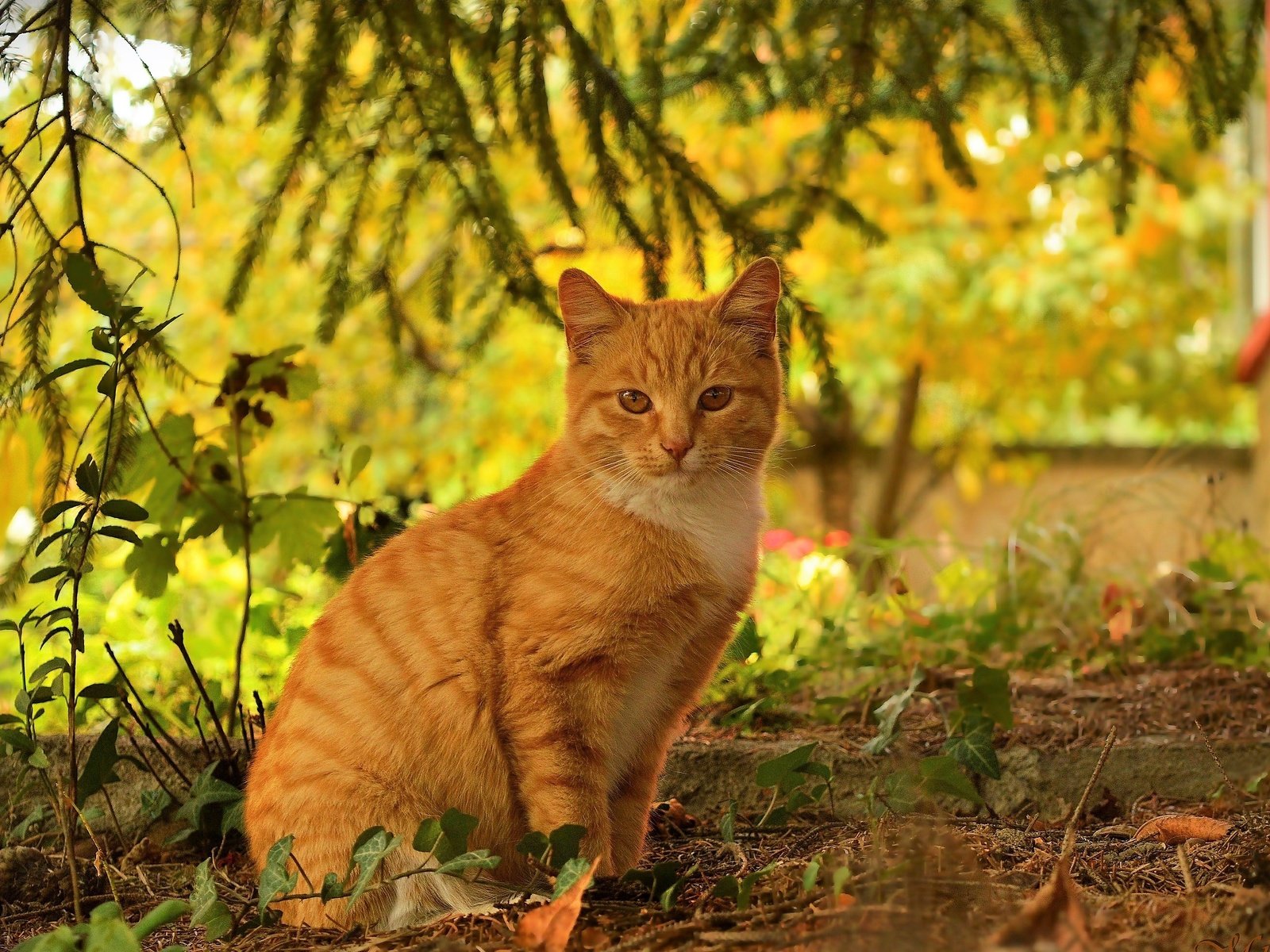 Обои кот, кошка, осень, рыжий, осен, cat, autumn, red разрешение 3000x1959 Загрузить