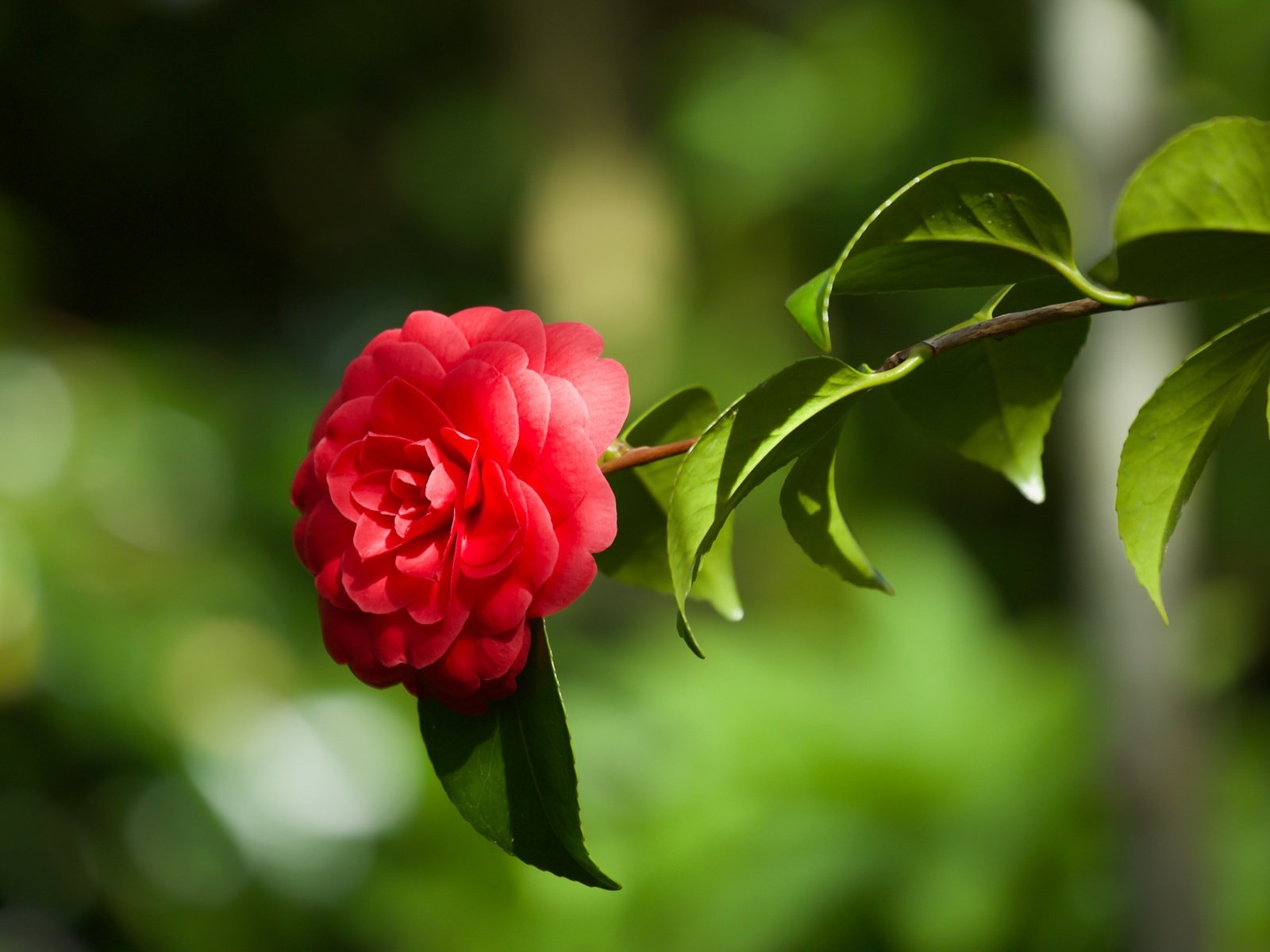 Обои ветка, листья, макро, фон, цветок, камелия, branch, leaves, macro, background, flower, camellia разрешение 2400x1479 Загрузить