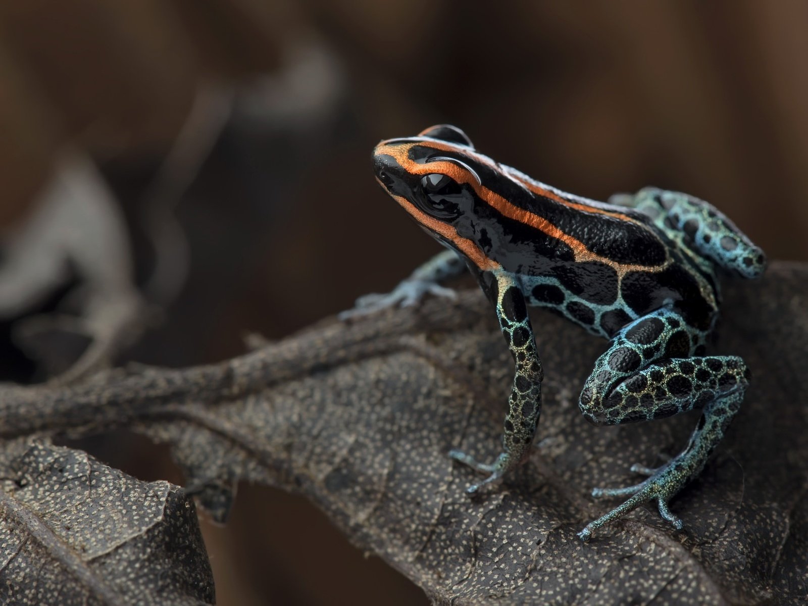 Обои лист, лягушка, джунгли, red-backed poison frog, ranitomeya ventrimaculata, ядовитая лягушка, sheet, frog, jungle, poisonous frog разрешение 2048x1297 Загрузить