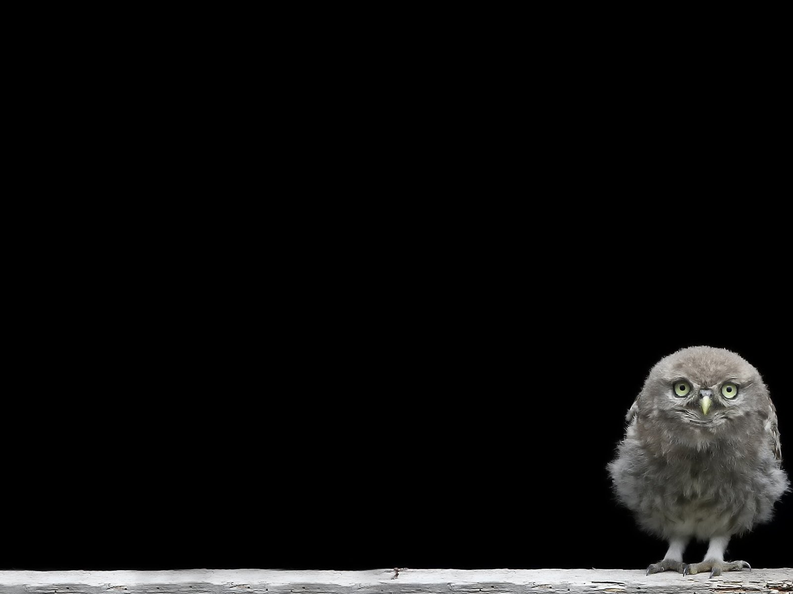 Обои сова, птенец, птица, черный фон, совенок, owl, chick, bird, black background, owlet разрешение 1920x1200 Загрузить