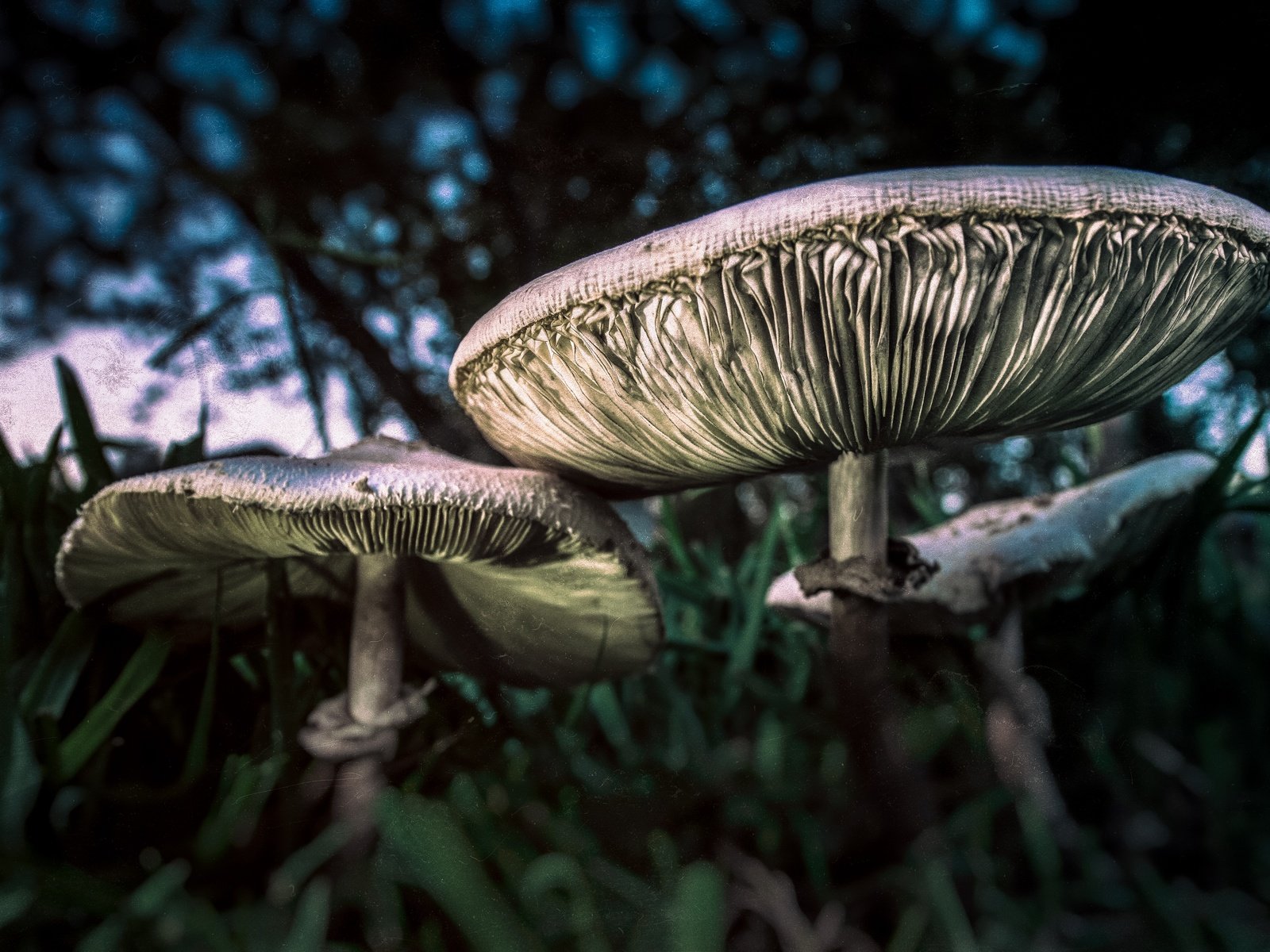 Обои трава, природа, макро, грибы, grass, nature, macro, mushrooms разрешение 4675x3120 Загрузить