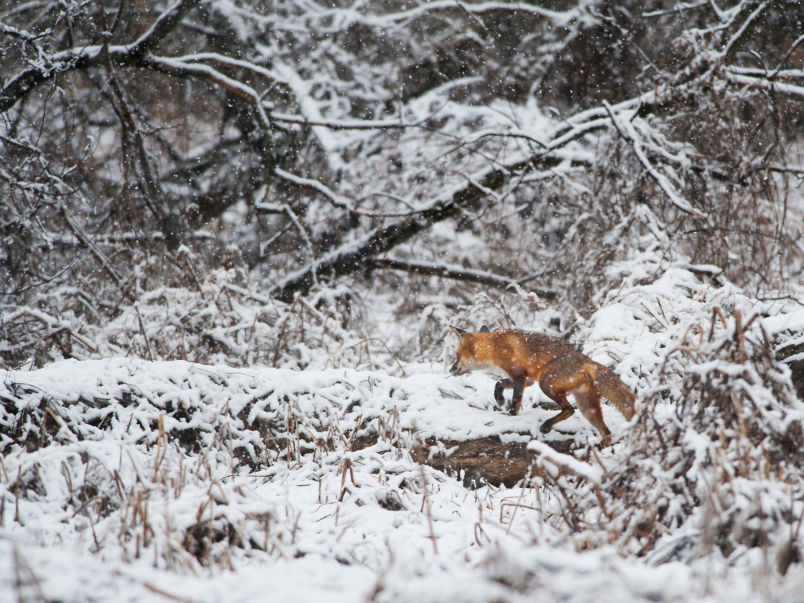 Обои деревья, снег, зима, лиса, лисица, животное, ray hennessy, trees, snow, winter, fox, animal разрешение 3415x2272 Загрузить