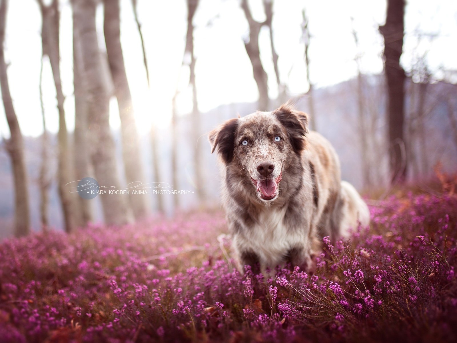 Обои цветы, природа, собака, друг, австралийская овчарка, ц, flowers, nature, dog, each, australian shepherd, ts разрешение 2034x1353 Загрузить