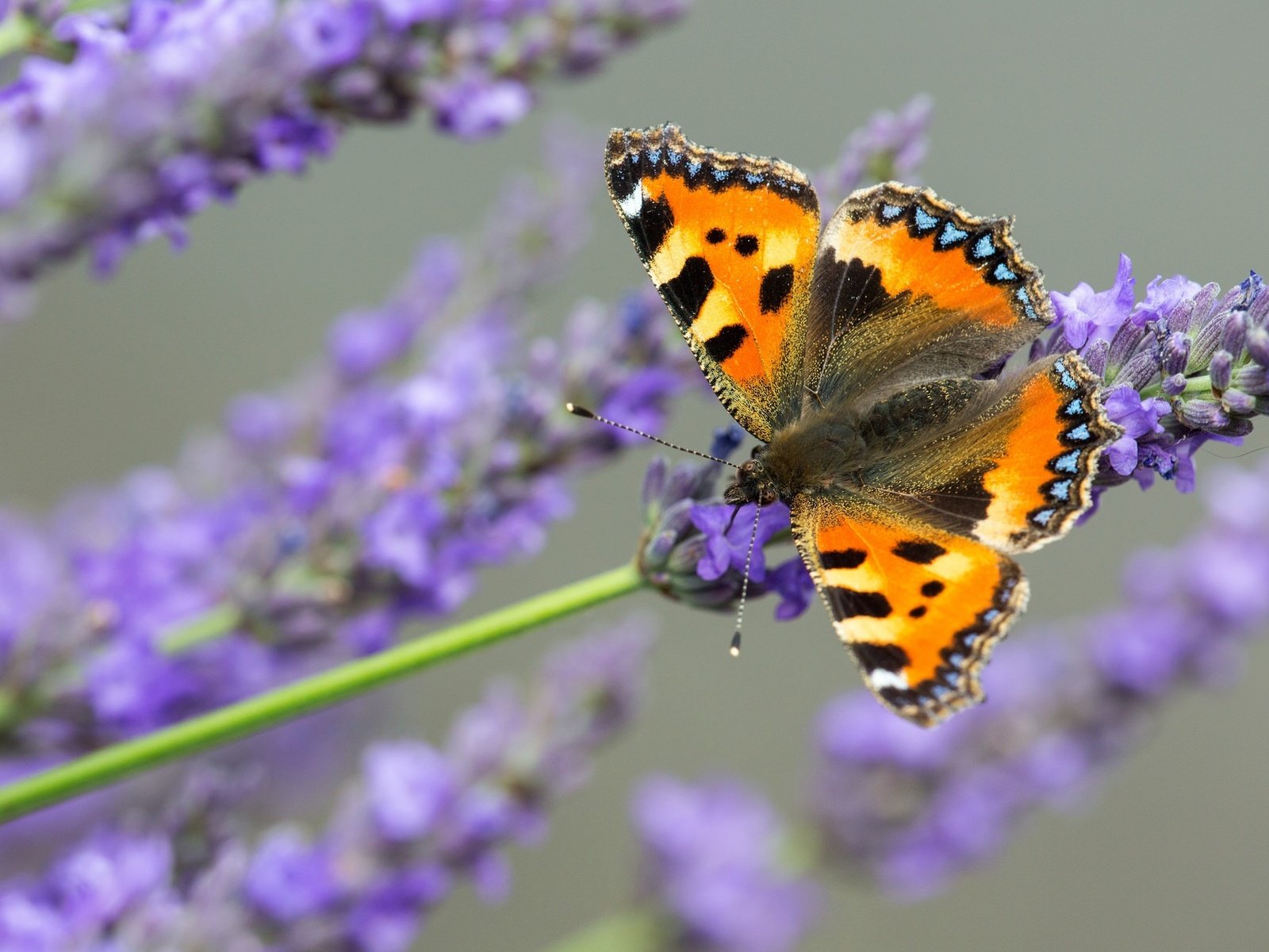 Обои цветы, макро, насекомое, лаванда, бабочка, flowers, macro, insect, lavender, butterfly разрешение 2048x1365 Загрузить