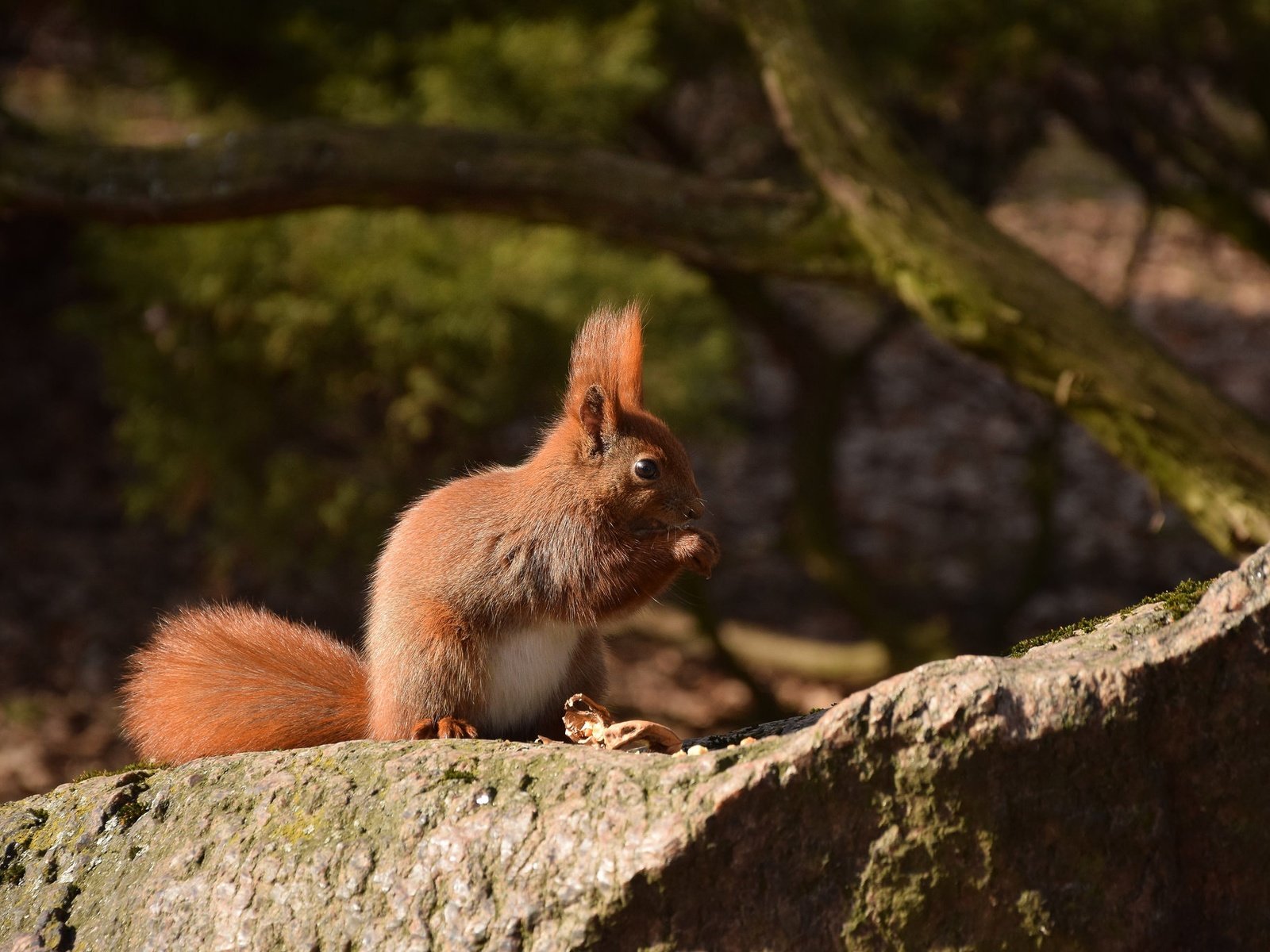 Обои камень, животное, белка, зверек, хвост, белочка, грызун, stone, animal, protein, tail, squirrel, rodent разрешение 2048x1365 Загрузить