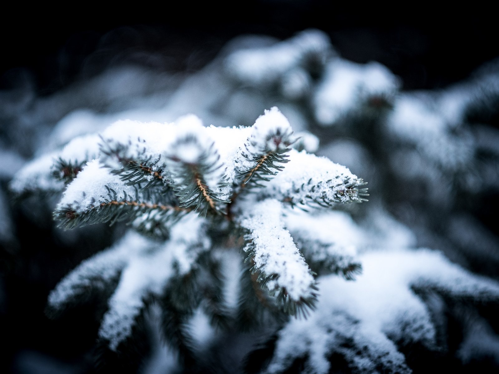 Обои снег, холод, природа, ель, дерево, сосна, хвоя, зима, макро, снежинки, мороз, snow, cold, nature, spruce, tree, pine, needles, winter, macro, snowflakes, frost разрешение 4896x3264 Загрузить