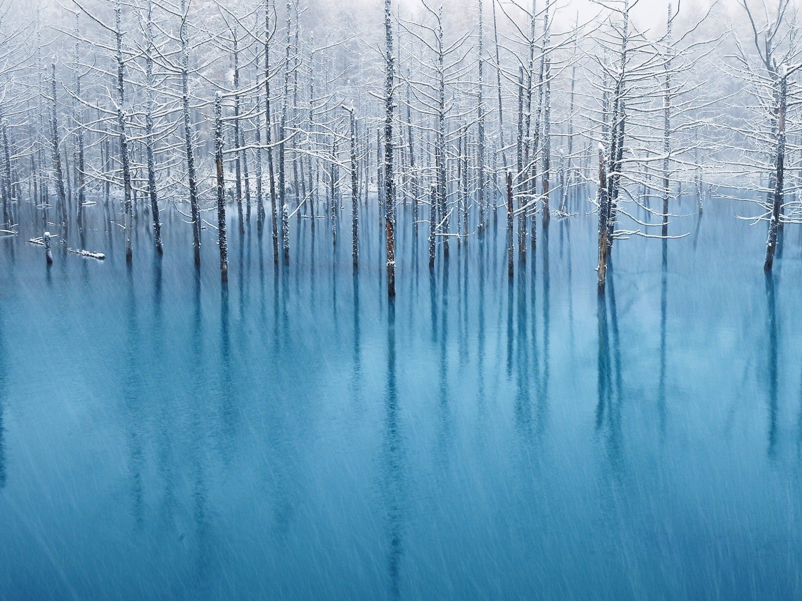 Обои деревья, вода, отражение, пейзаж, иней, наводнение, trees, water, reflection, landscape, frost, flood разрешение 1920x1200 Загрузить