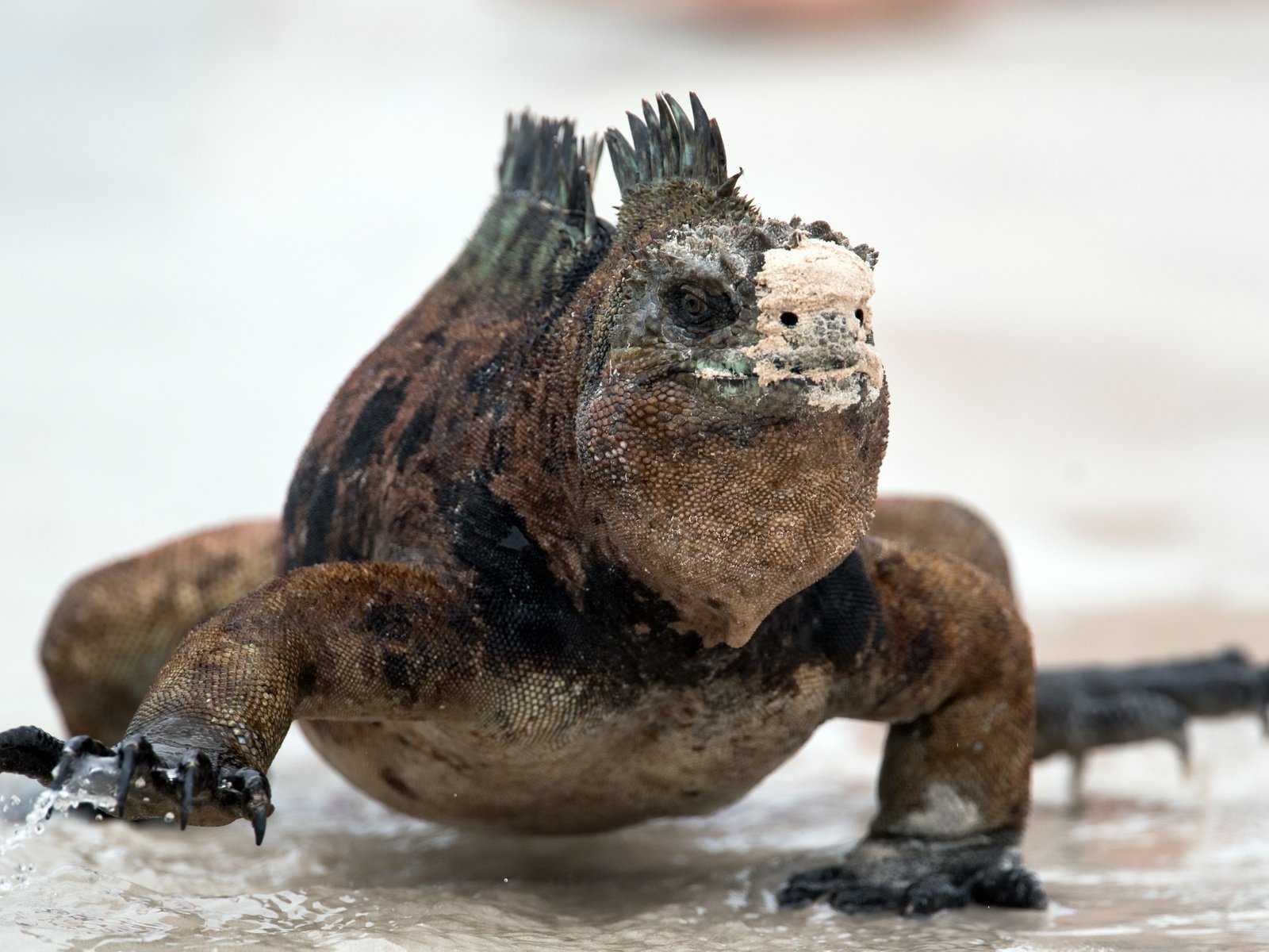 Обои природа, ящерица, рептилия, игуана, amblyrhynchus cristatus, marine iguana, nature, lizard, reptile, iguana разрешение 2588x1440 Загрузить