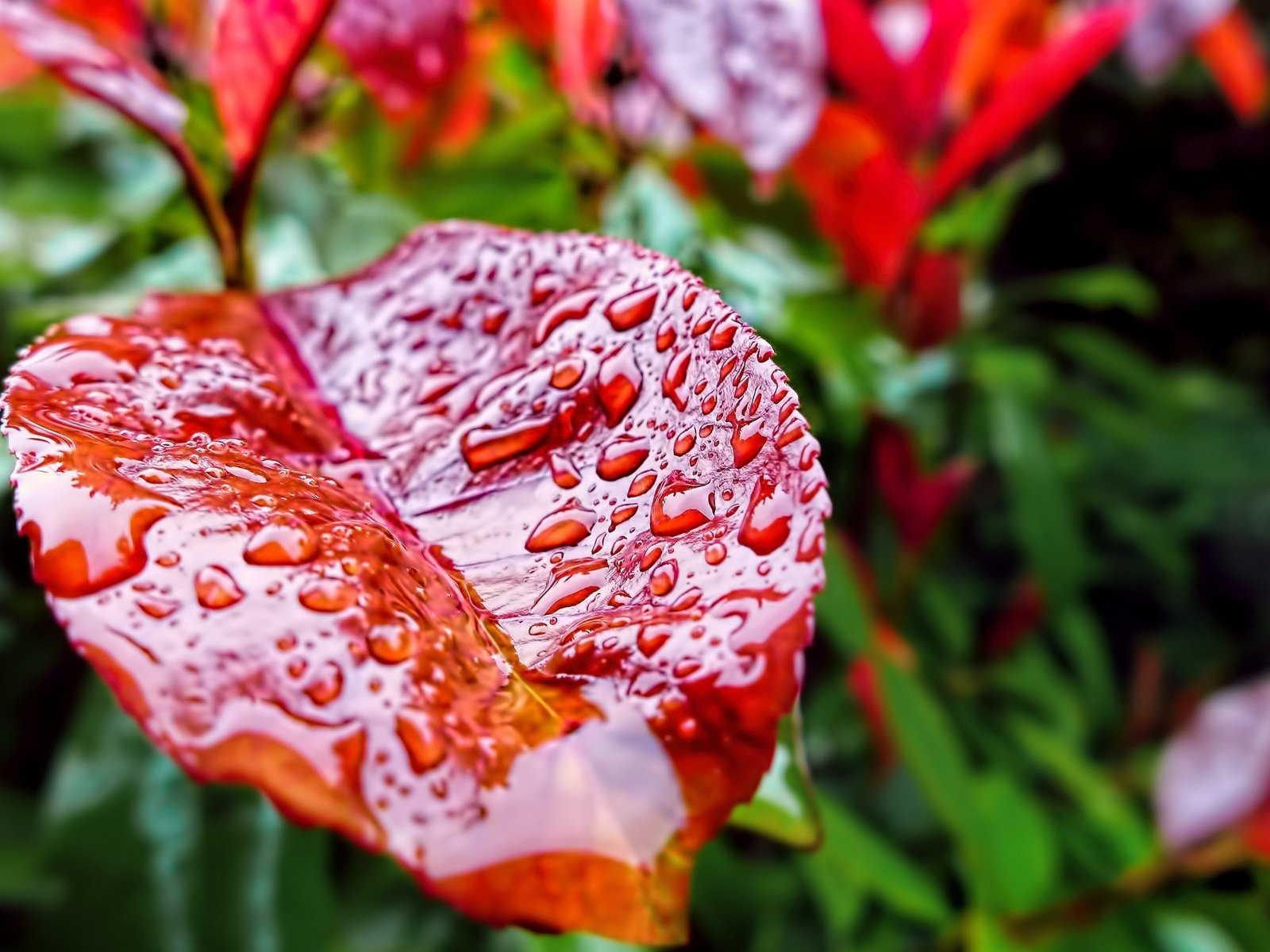 Обои вода, зелень, макро, капли, осень, лист, растение, капли дождя, water, greens, macro, drops, autumn, sheet, plant, raindrops разрешение 3840x2160 Загрузить