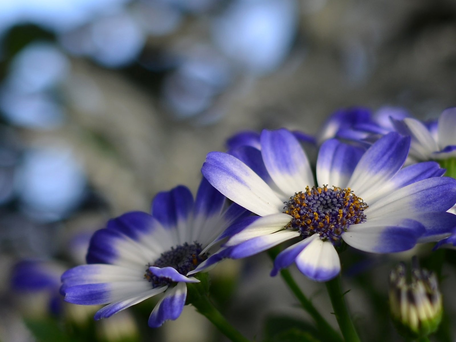 Обои цветы, природа, лепестки, растение, цинерария, flowers, nature, petals, plant, cineraria разрешение 2048x1356 Загрузить