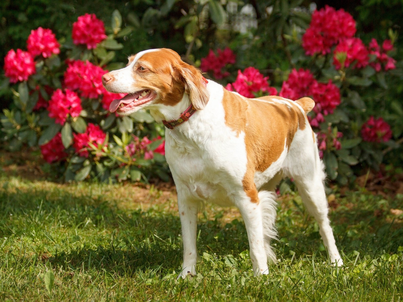 Обои цветы, трава, взгляд, собака, ошейник, лужайка, flowers, grass, look, dog, collar, lawn разрешение 2048x1365 Загрузить