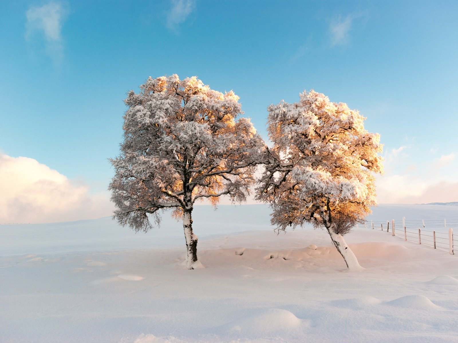 Обои небо, деревья, снег, зима, утро, мороз, the sky, trees, snow, winter, morning, frost разрешение 2500x1674 Загрузить