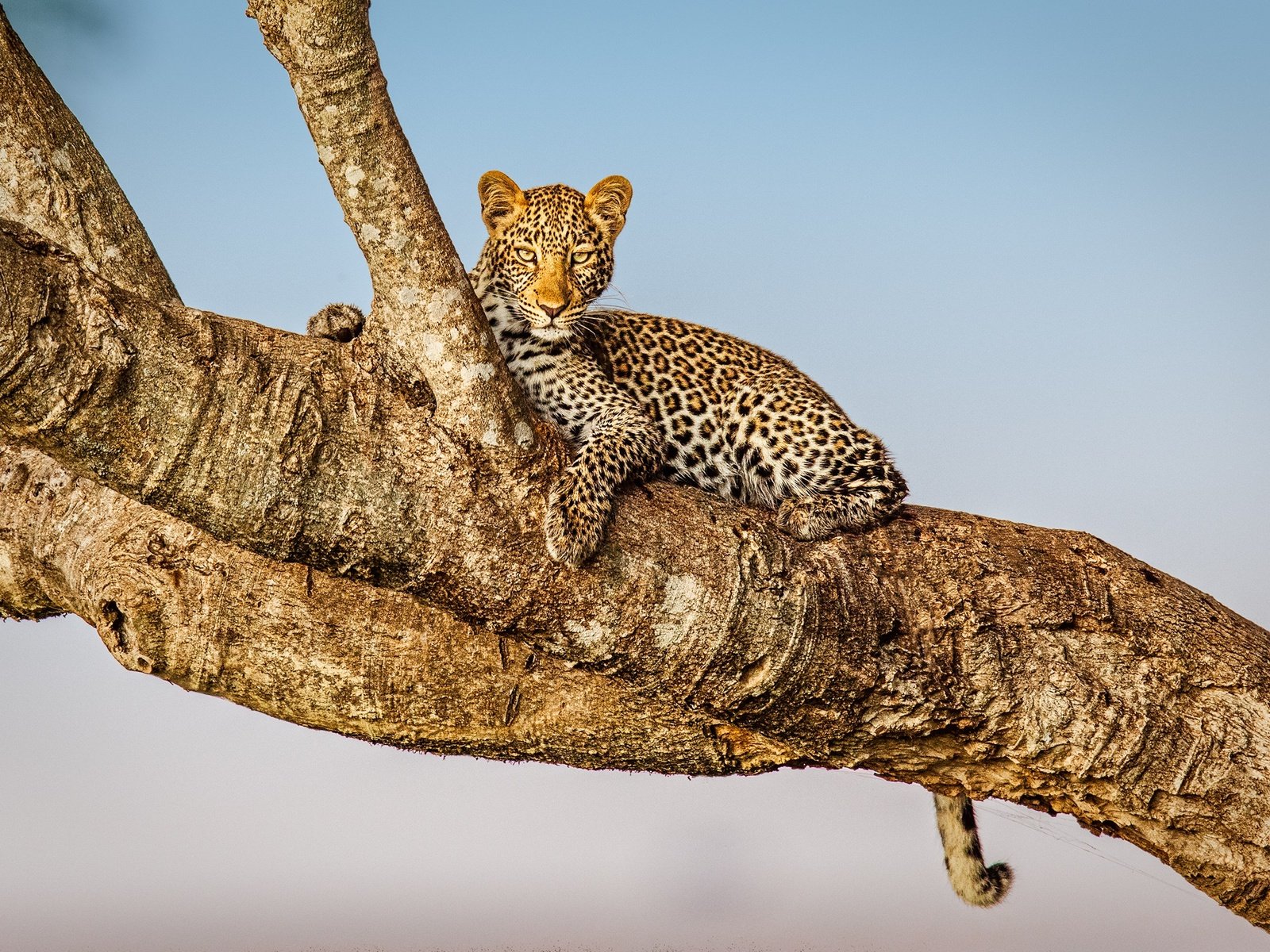 Обои дерево, фон, взгляд, леопард, дикая кошка, tree, background, look, leopard, wild cat разрешение 2000x1414 Загрузить