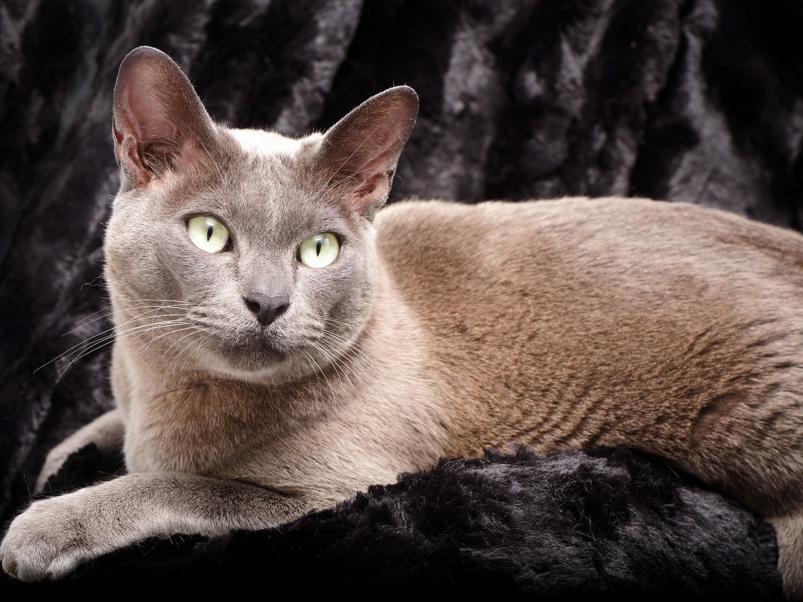 Обои глаза, фон, кот, усы, кошка, голубая, бурманская, eyes, background, cat, mustache, blue, burmese разрешение 2048x1359 Загрузить