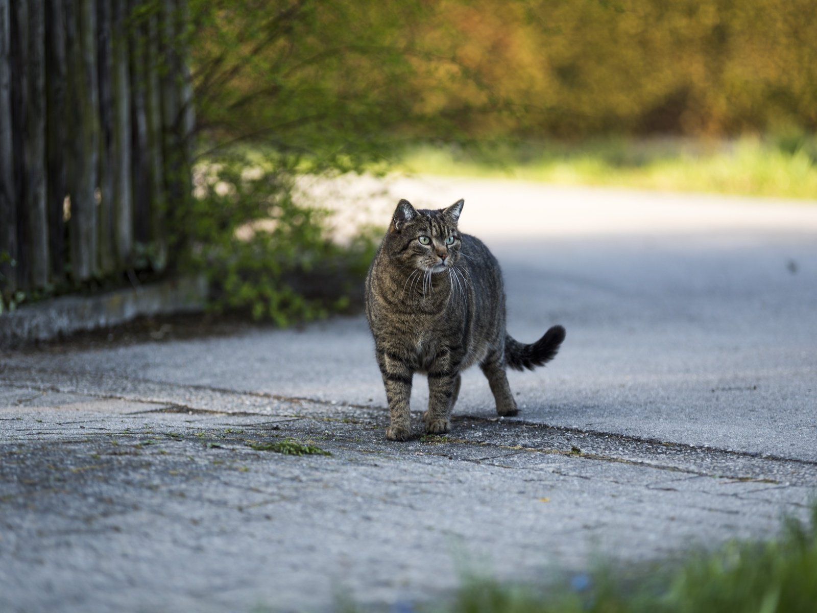 Обои кот, кошка, взгляд, серый, улица, cat, look, grey, street разрешение 6016x4016 Загрузить